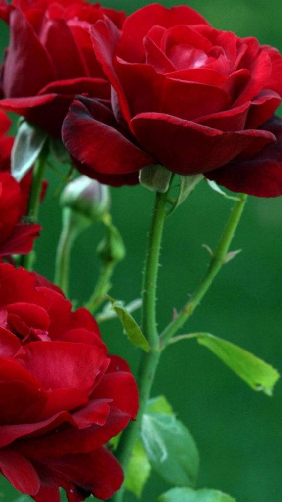 Red Rose Flower Iphone Background