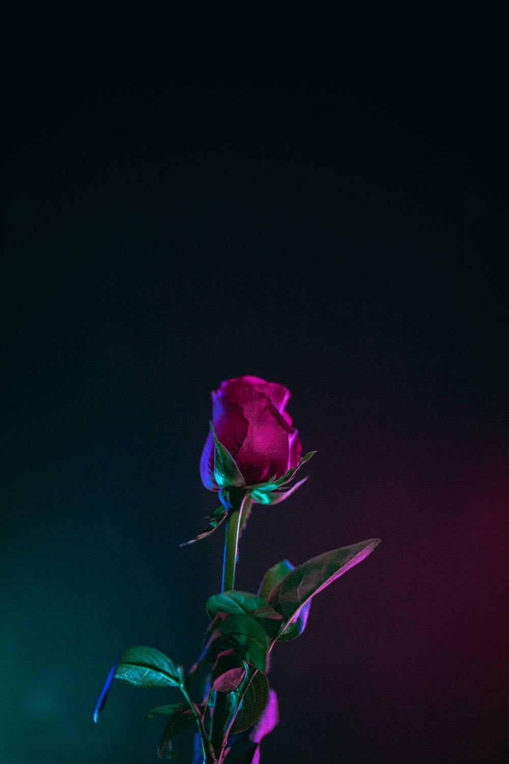 Red Rose Flower Oled Iphone Background