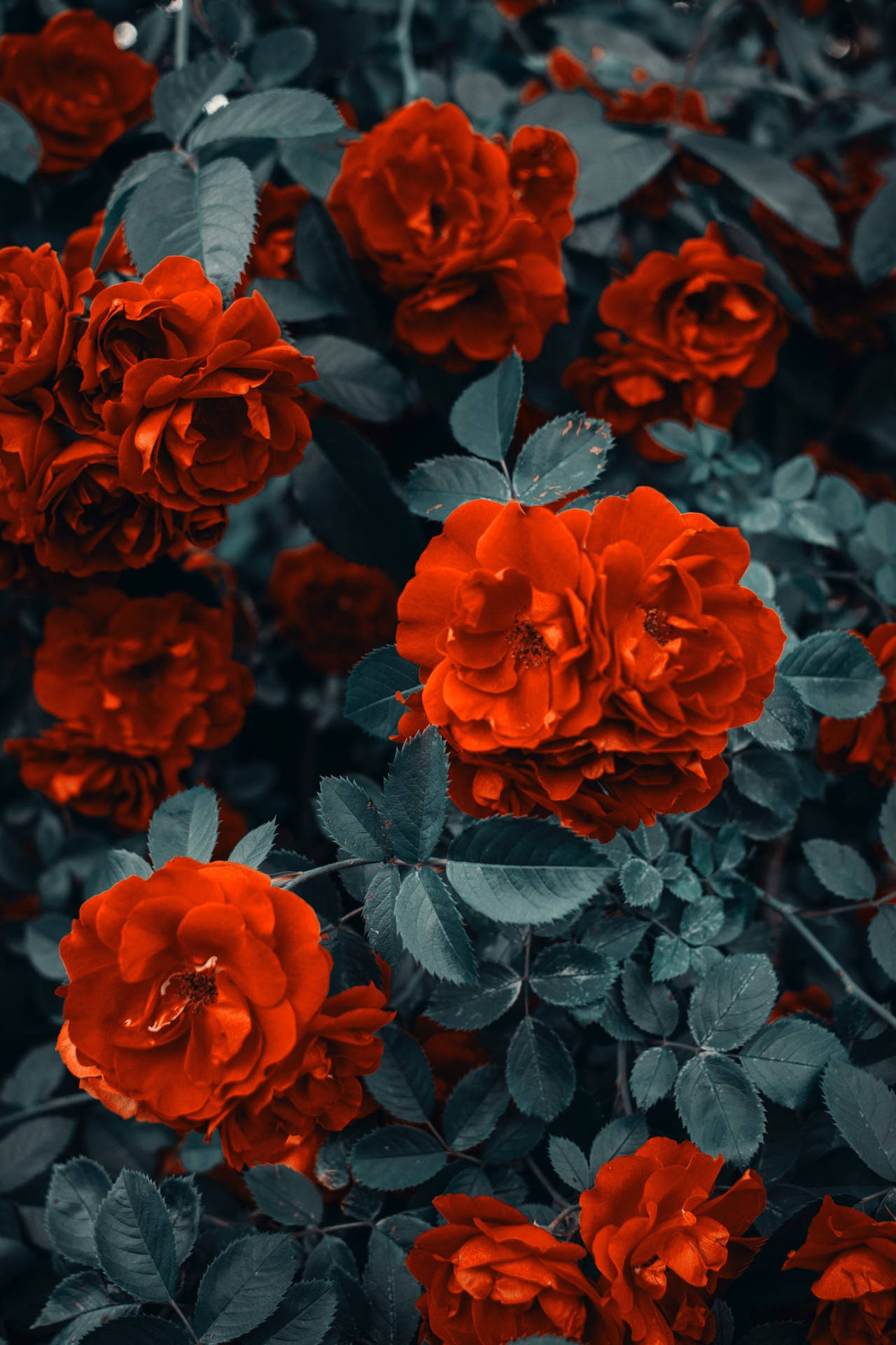 Red Rose Flowers Background