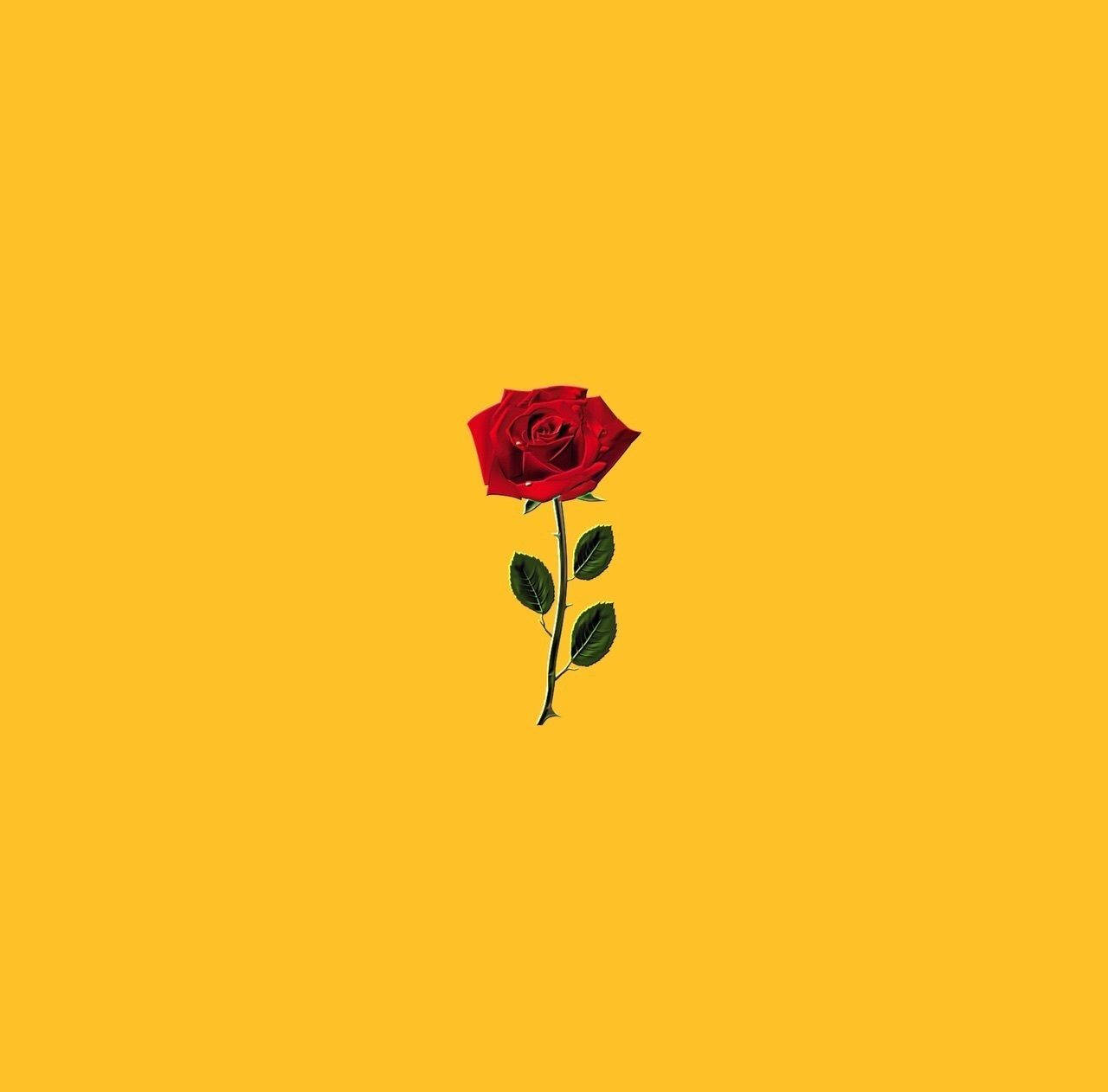 Red Rose For Cute Yellow Background Background