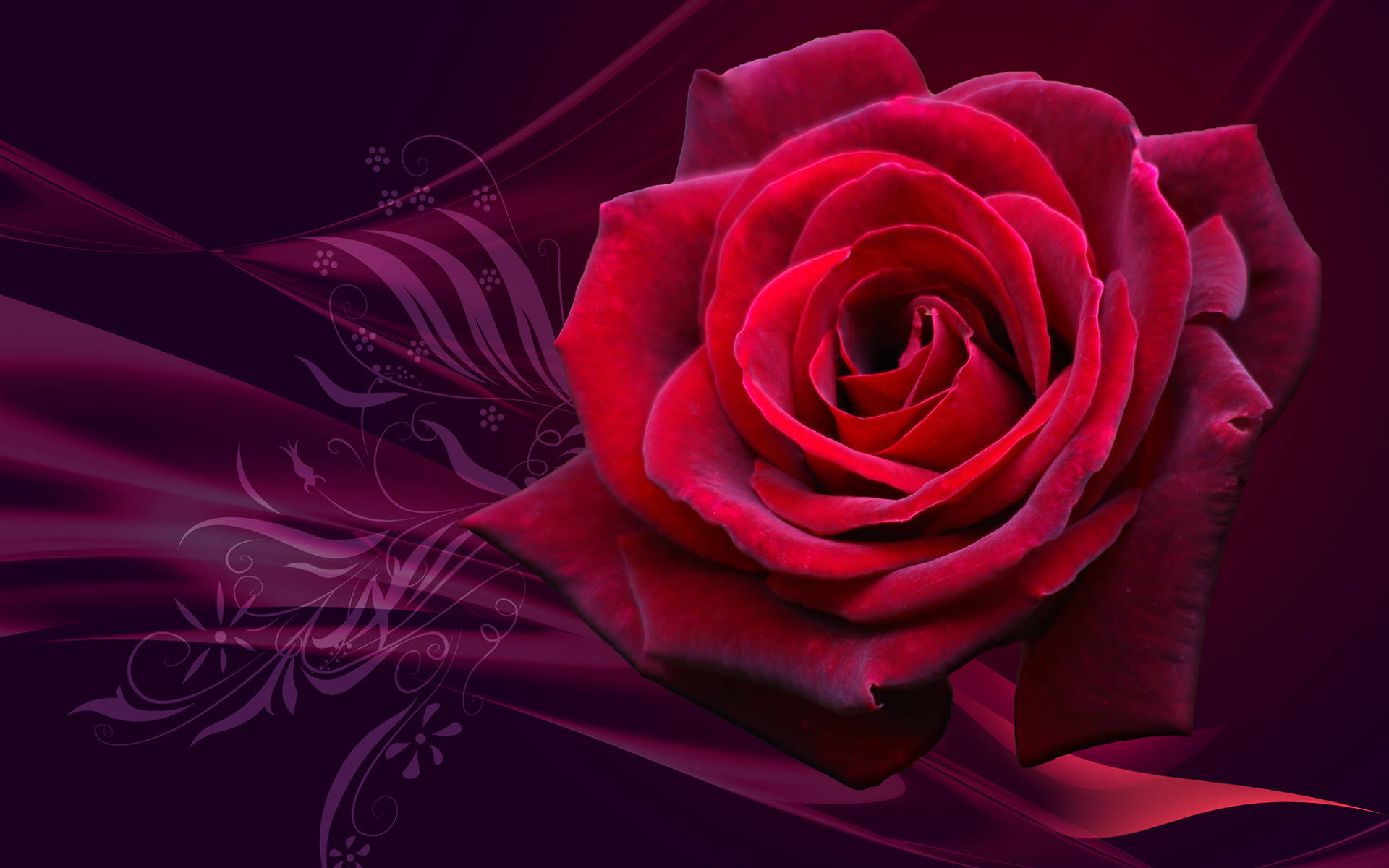 Red Rose Head On Plum-colored Background