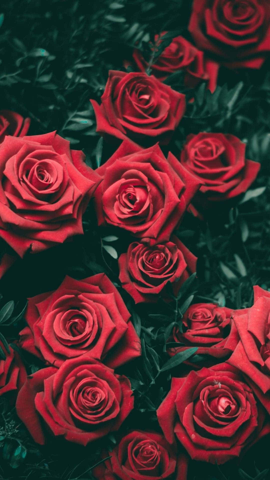 Red Rose Mobile Background