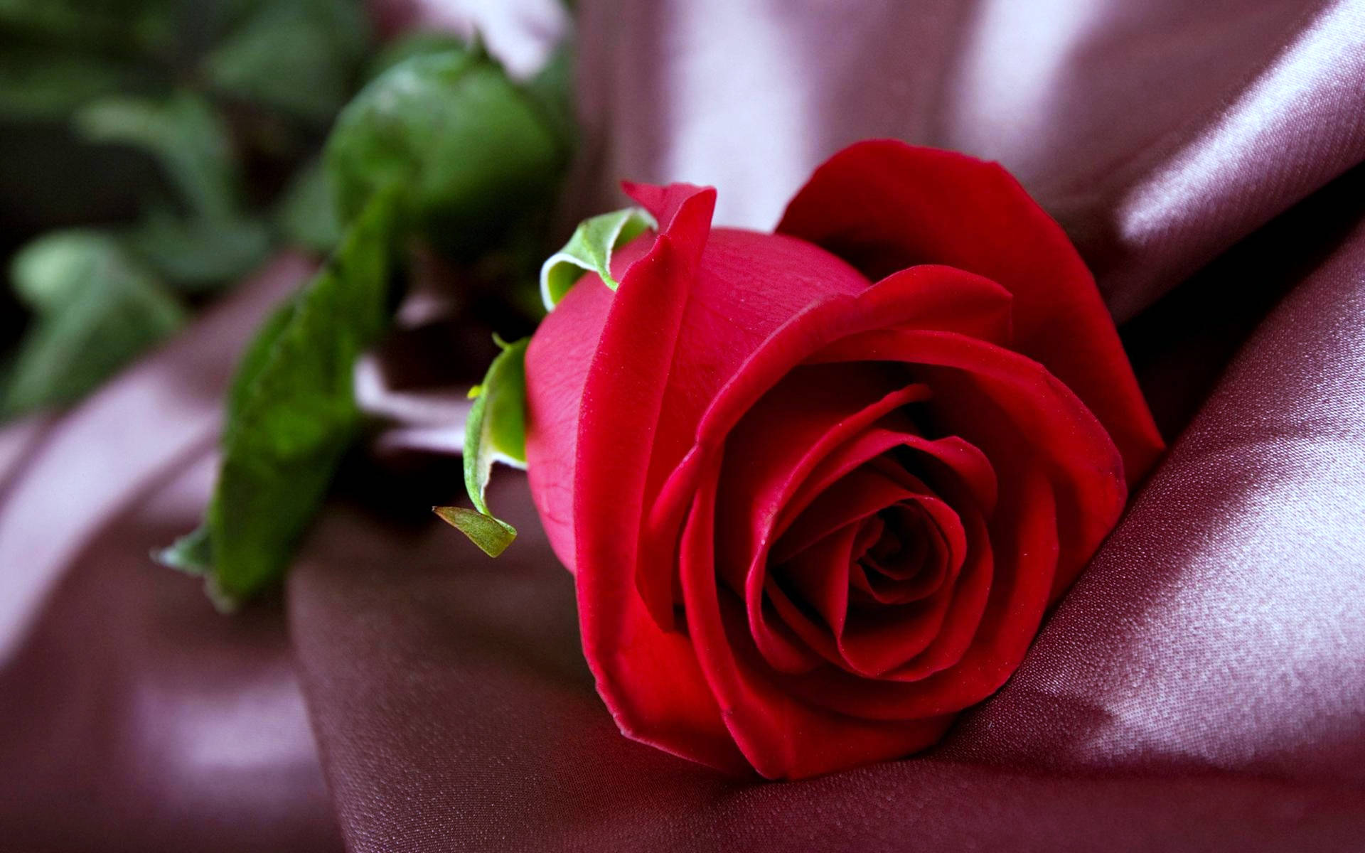 Red Rose On Fabric Background