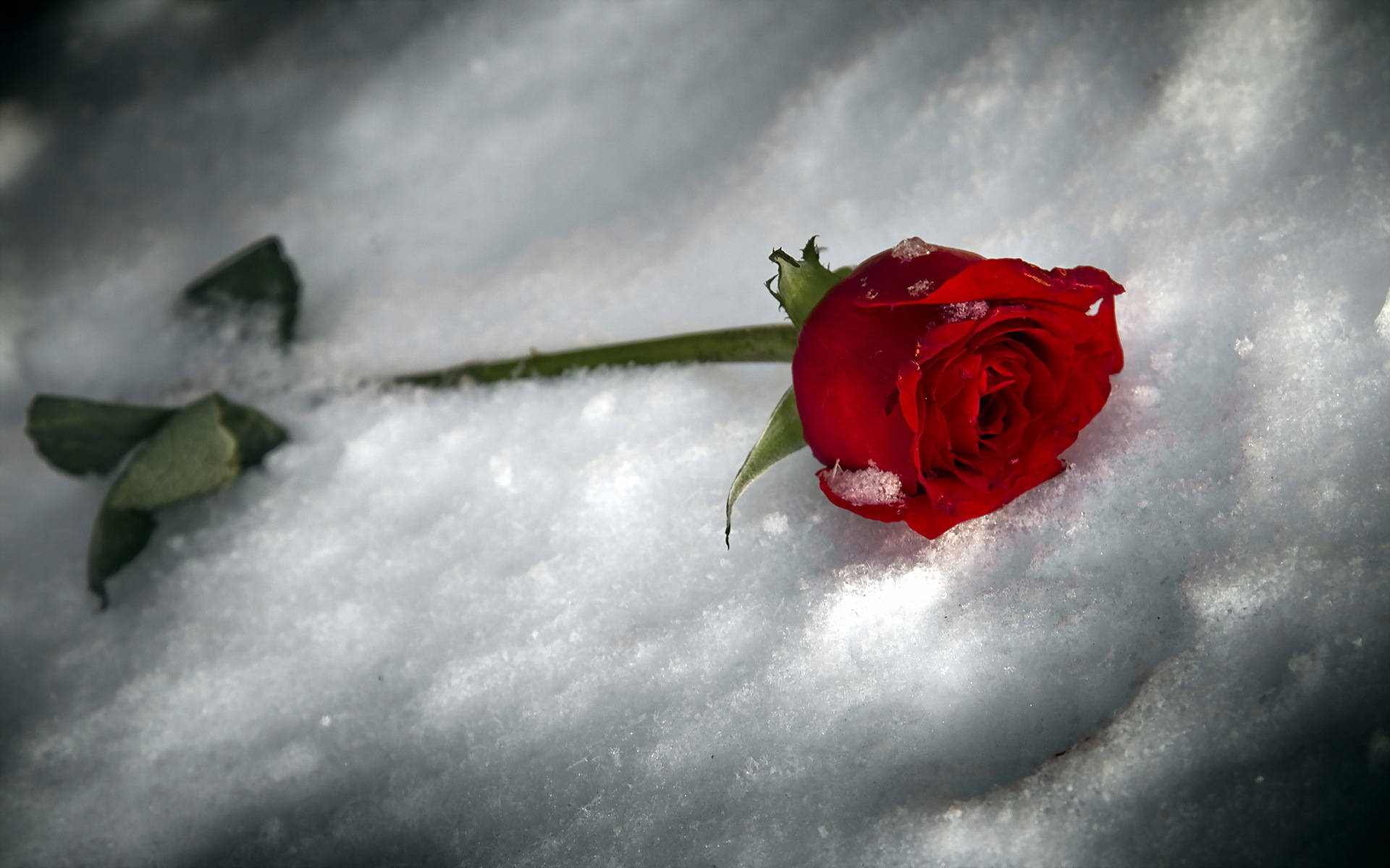 Red Rose On Fine White Snow Background