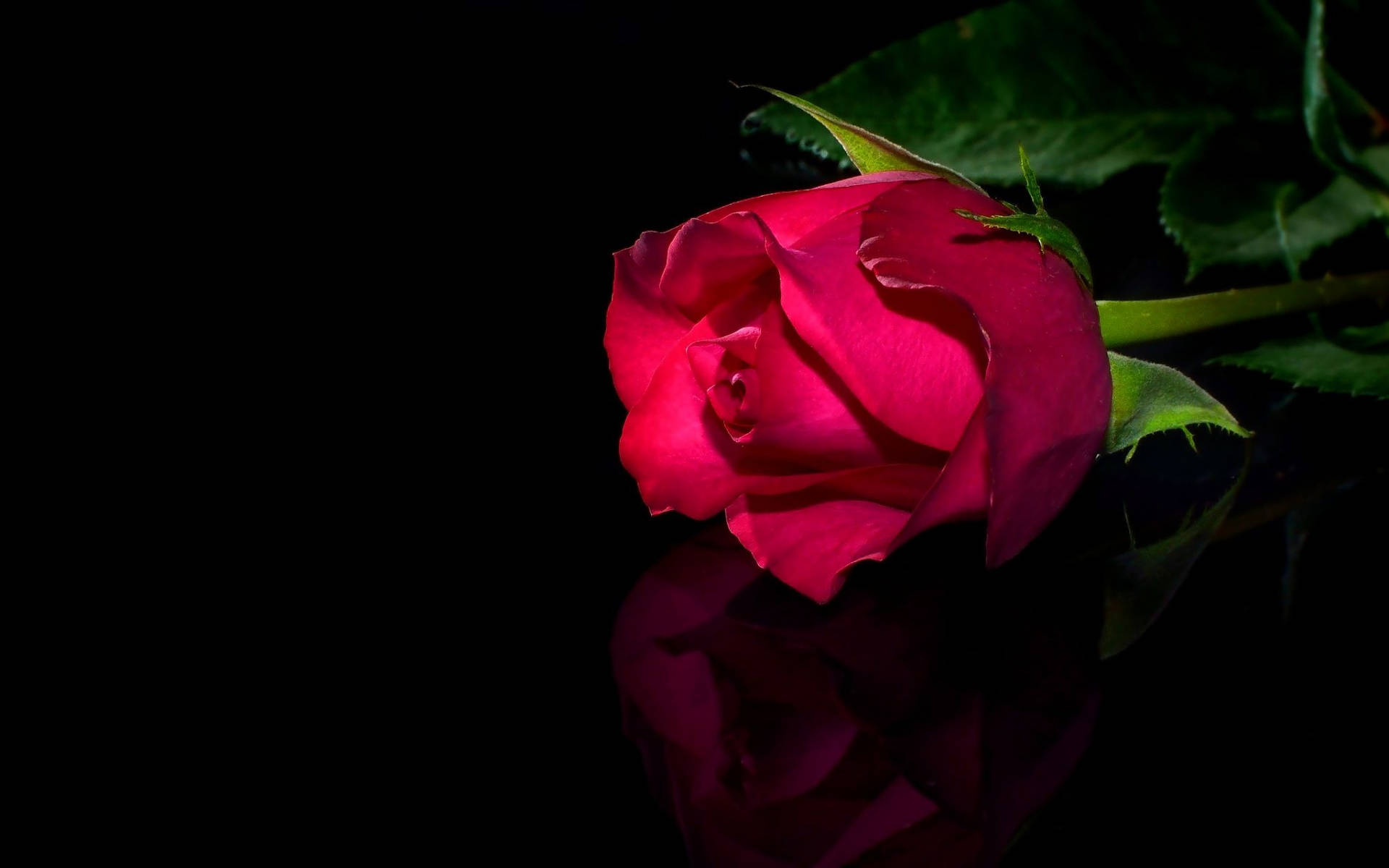 Red Rose On Glossy Black Backdrop Background