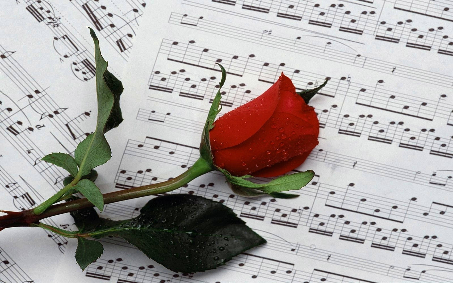 Red Rose On Sheet Music Background