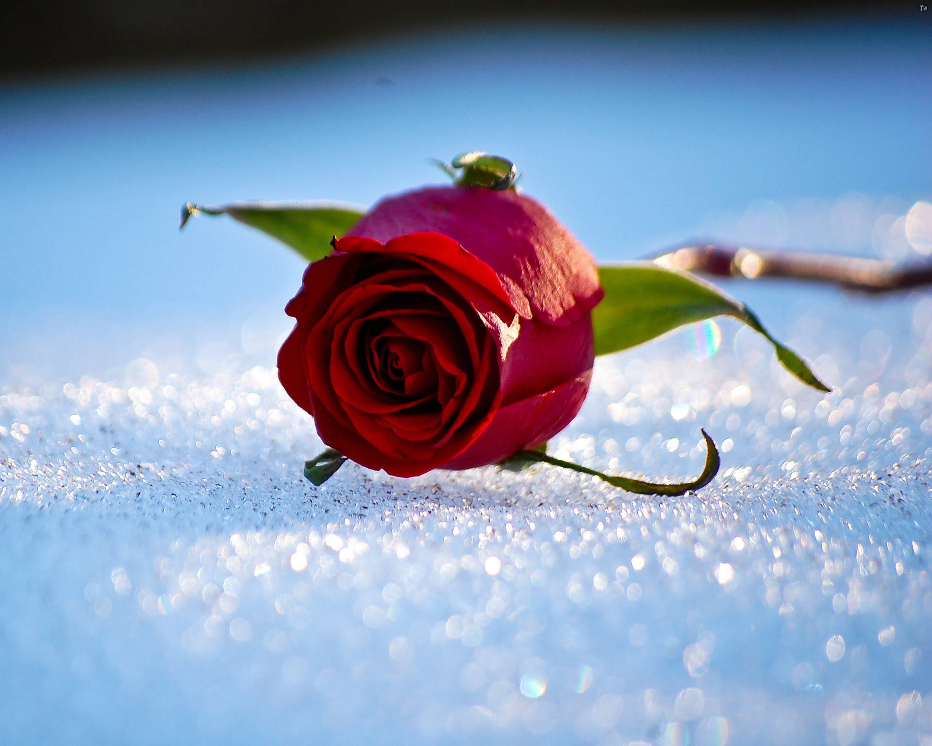 Red Rose On Snow Ice Crystals Background