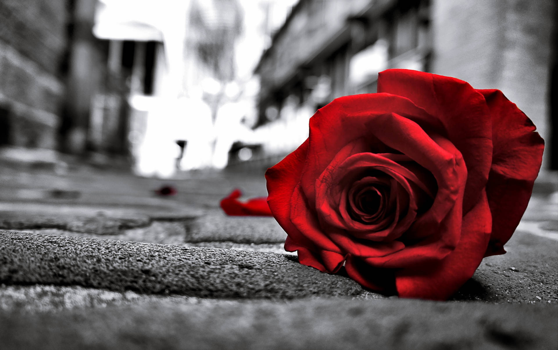 Red Rose On The Road Background