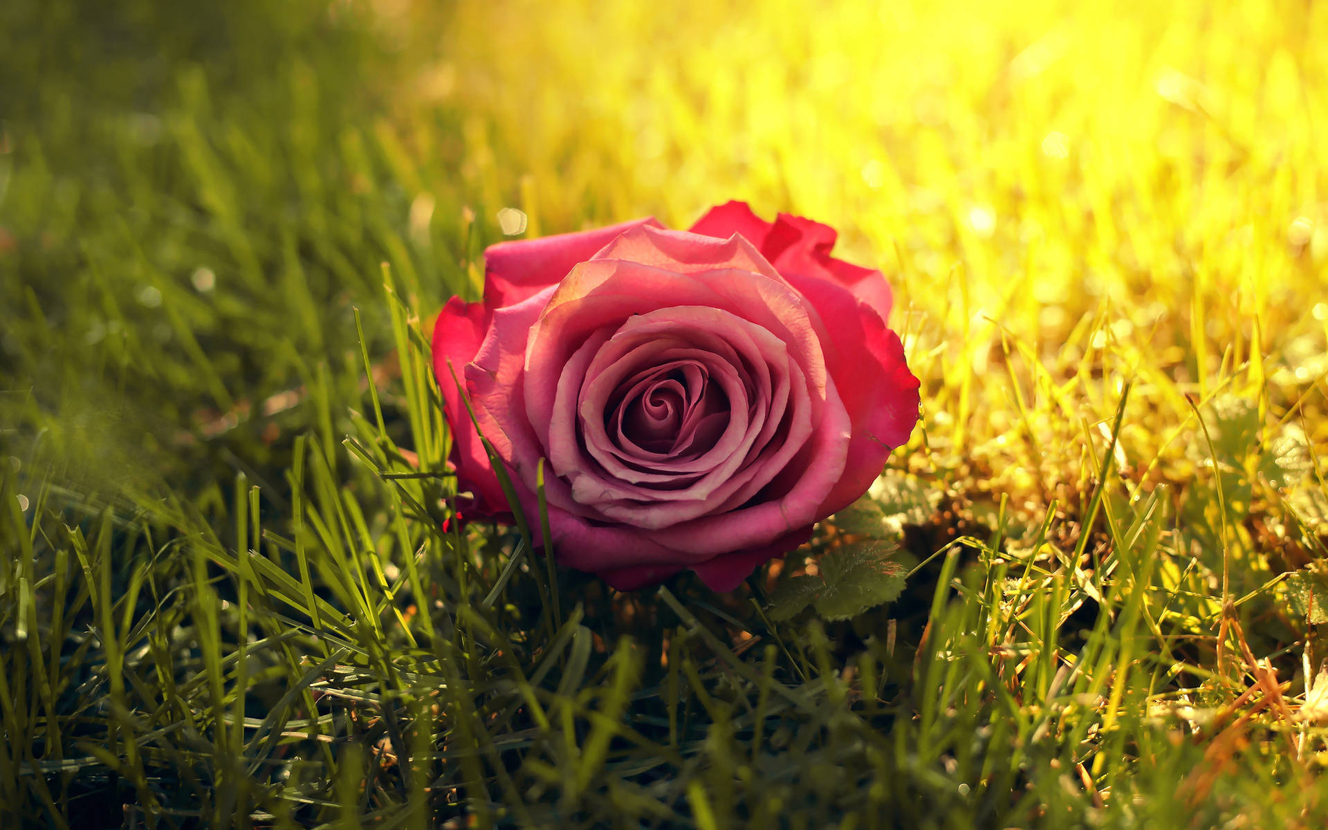 Red Rose On Top Of Grass Background