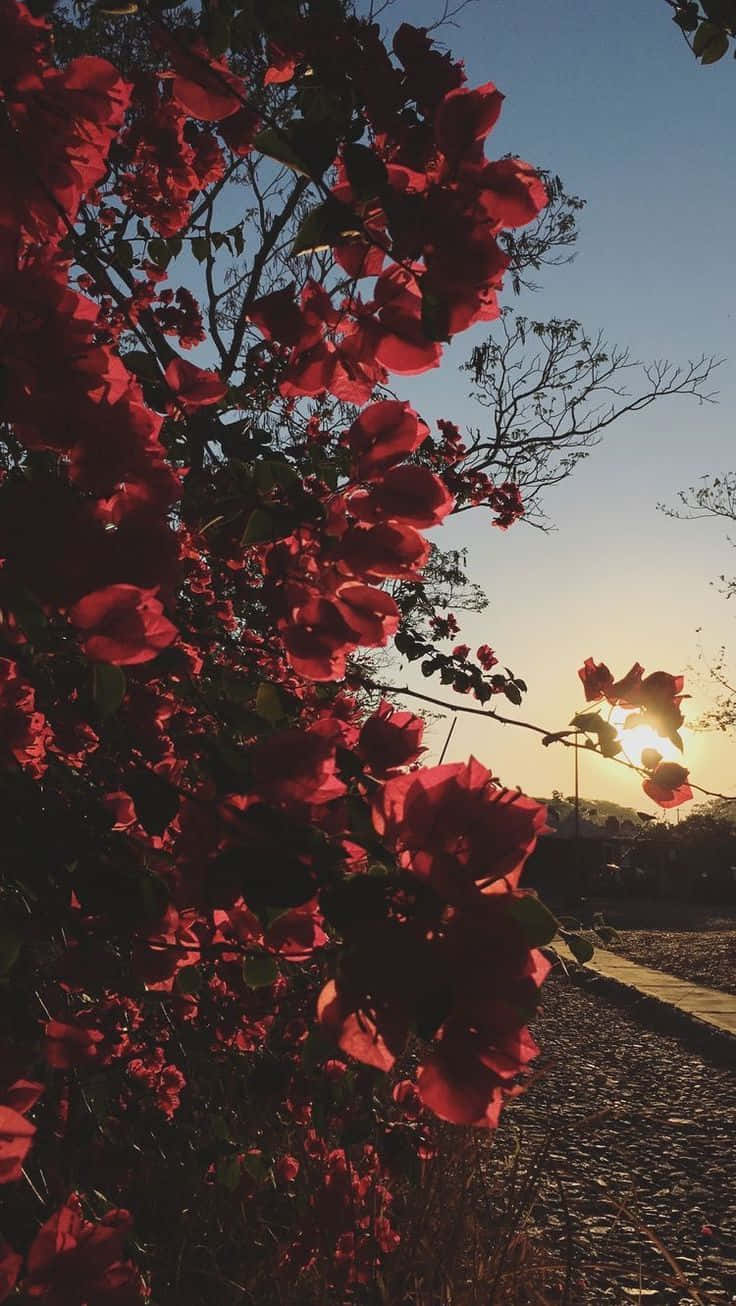 Red Rose Plant Floral Aesthetic Iphone