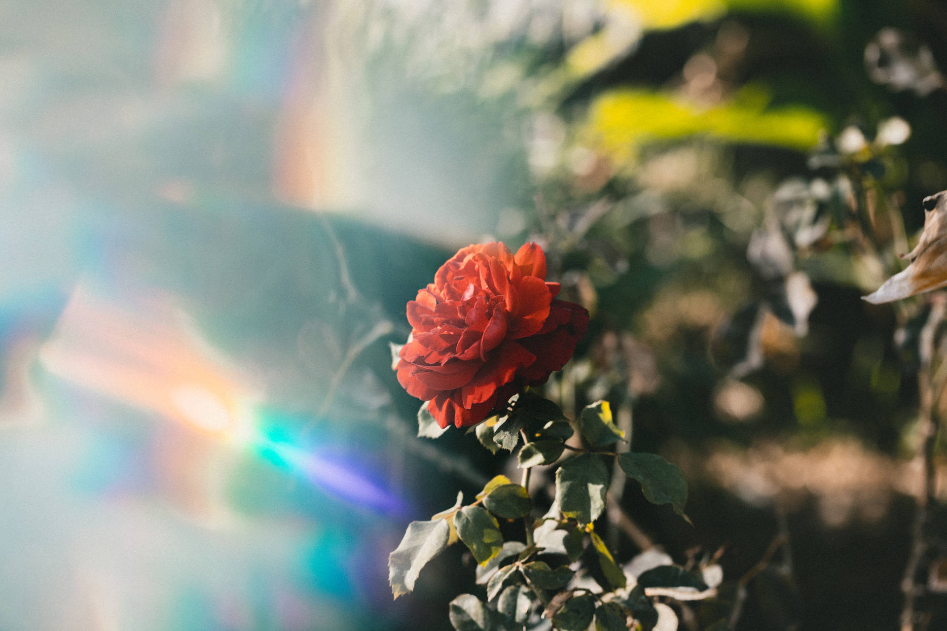 Red Rose Prism Photograph