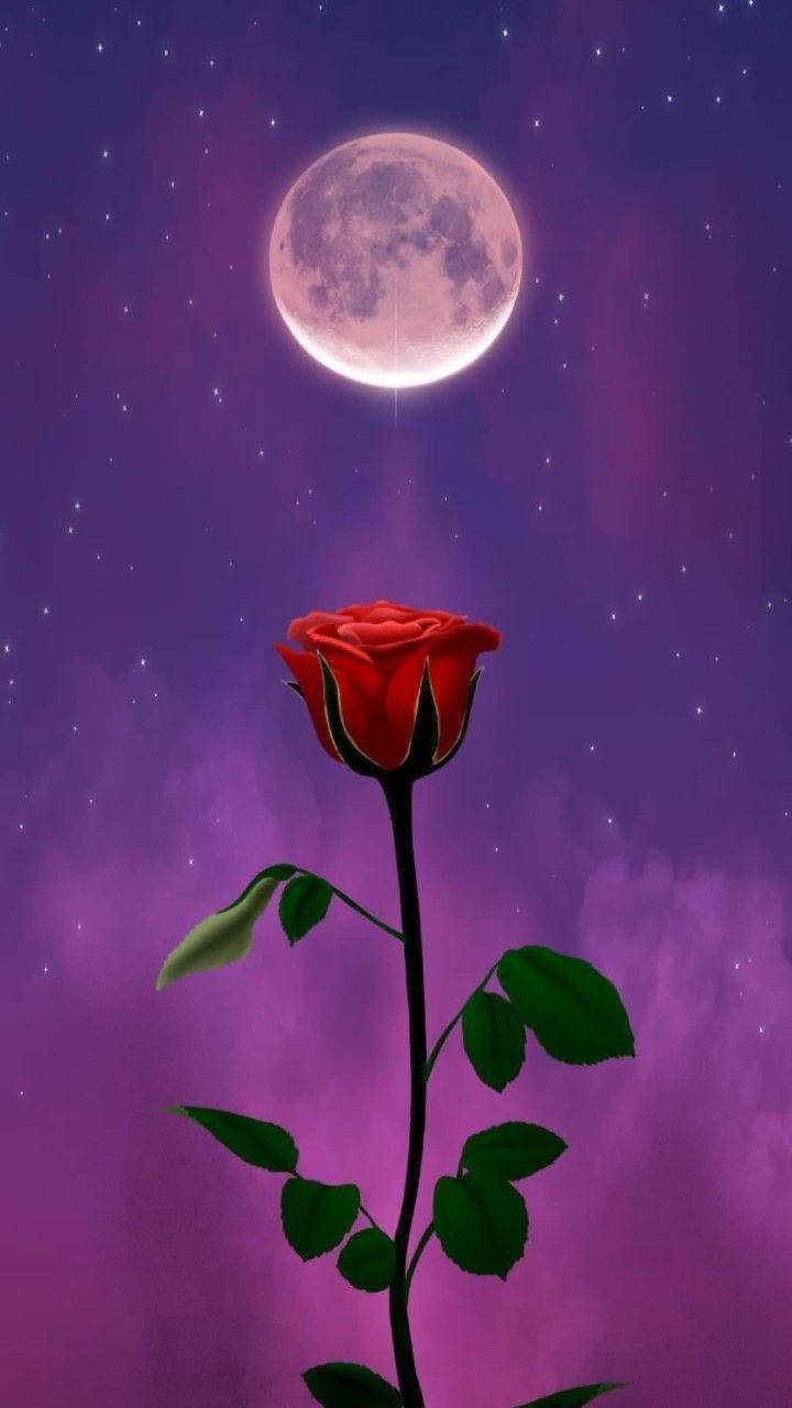 Red Rose Purple Full Moon Sky Background