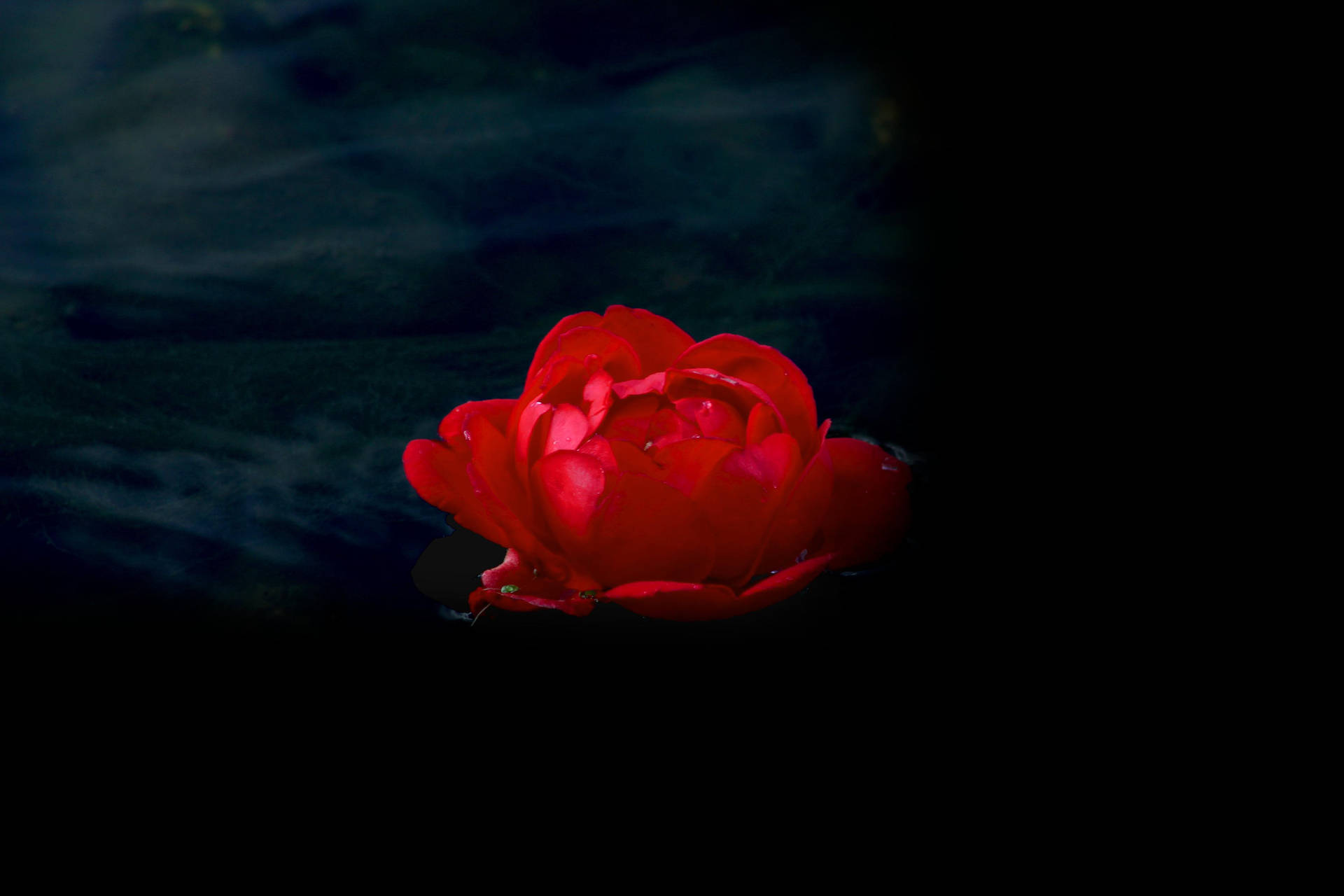 Red Rose Screensavers Background