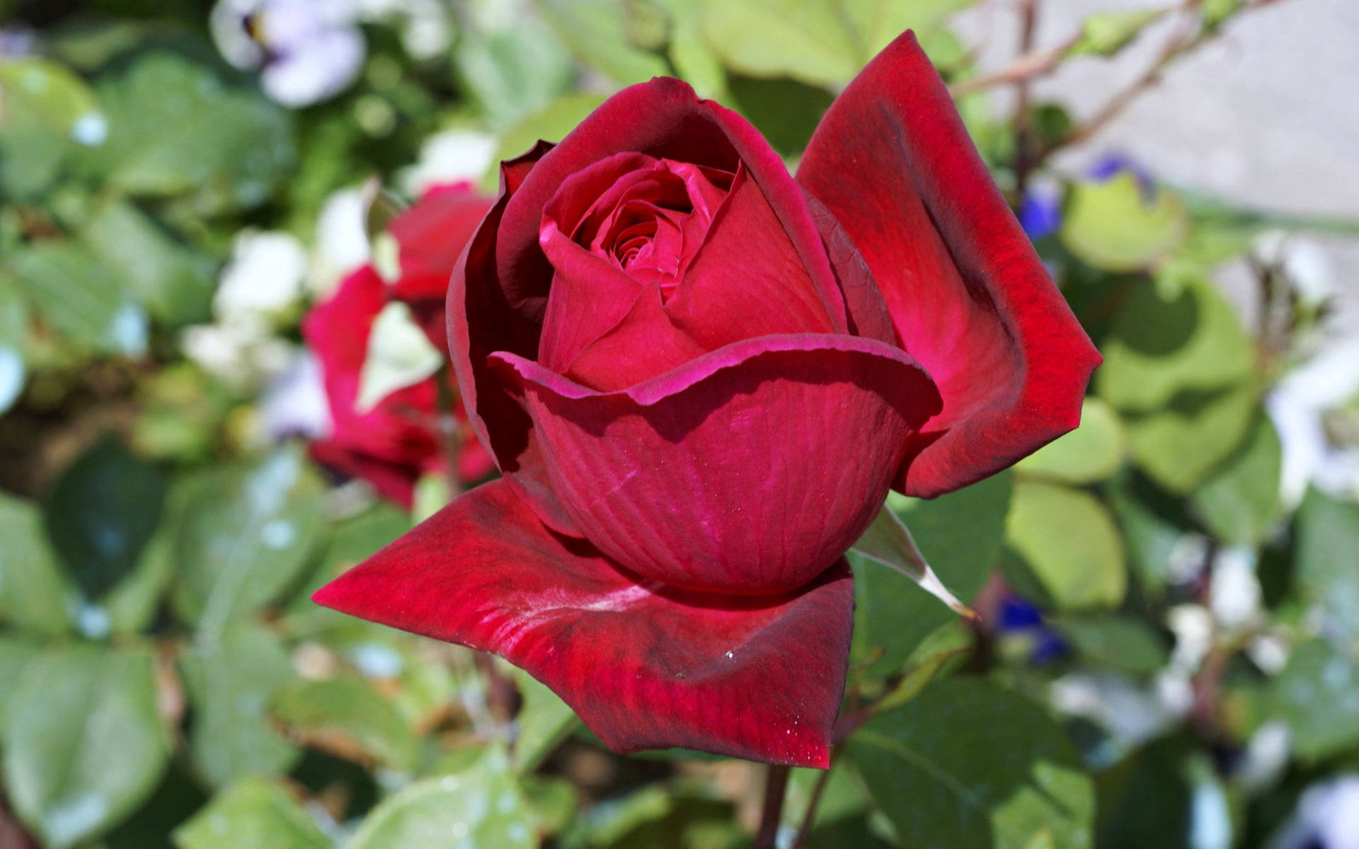 Red Rose Under Bright Morning Sunlight