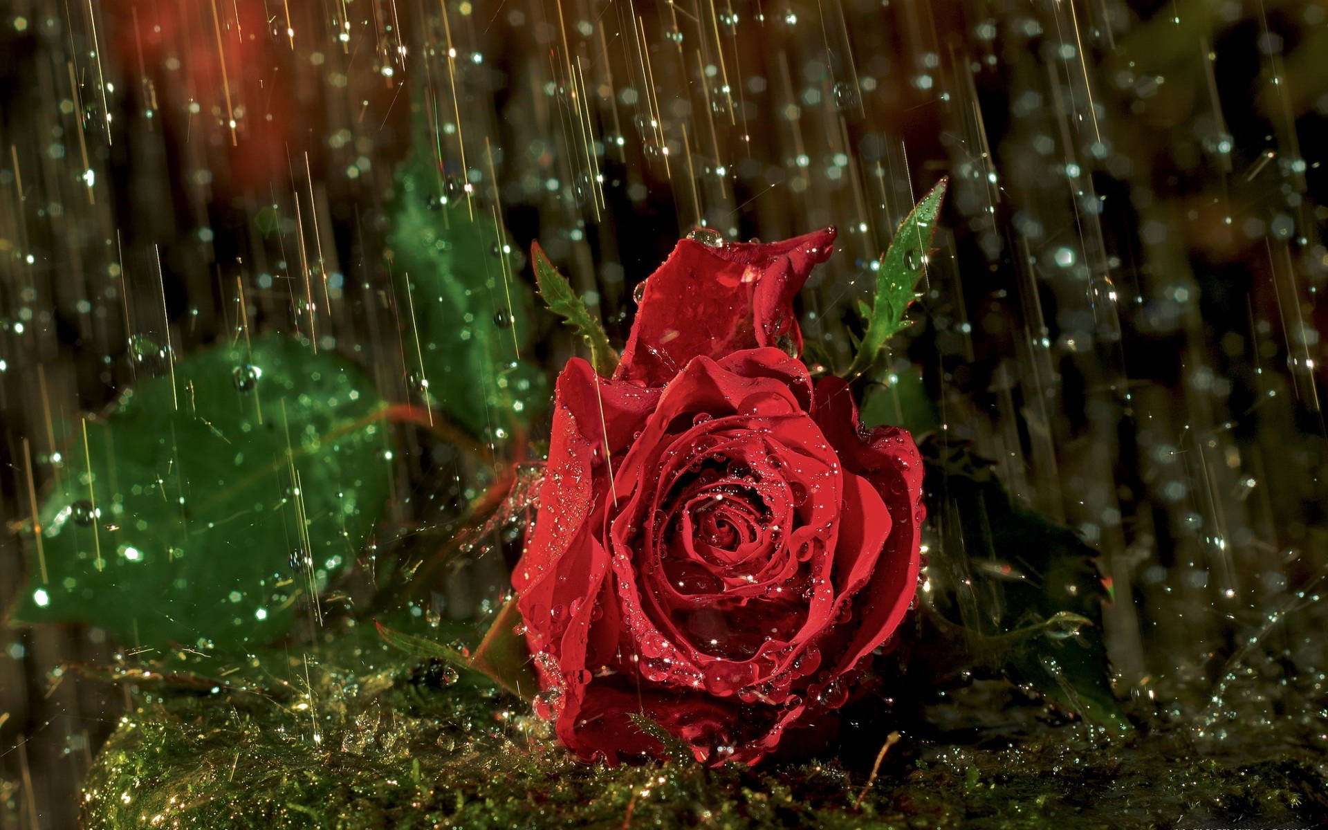 Red Rose Under Rain Background