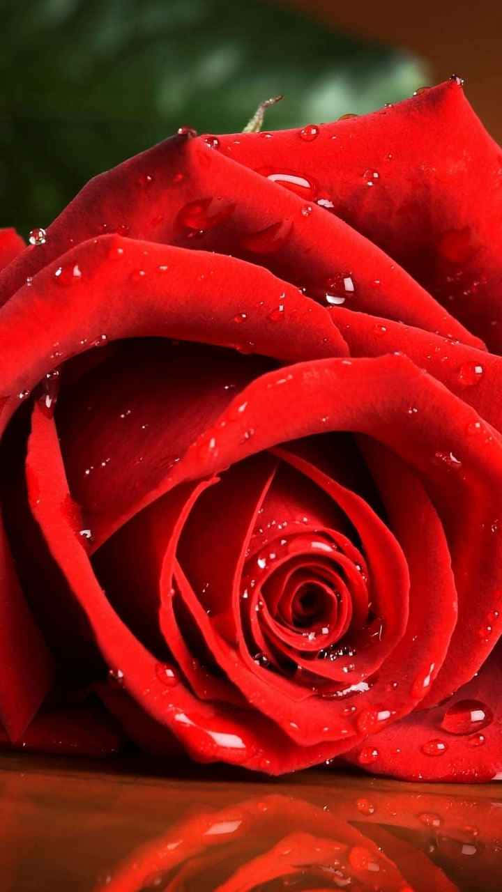 Red Rose Water Droplets H D