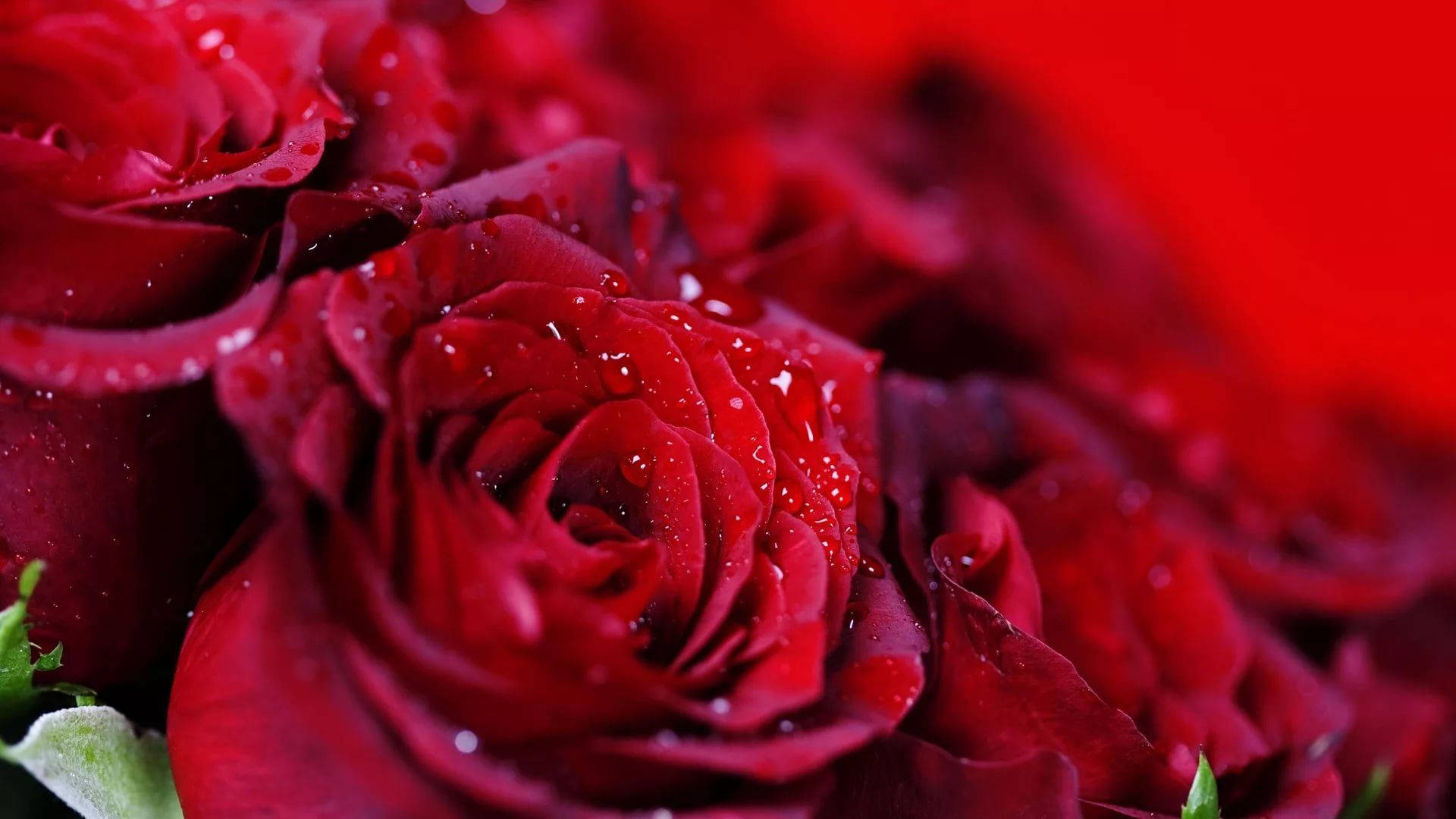 Red Rose Water Droplets Screen Saver Background