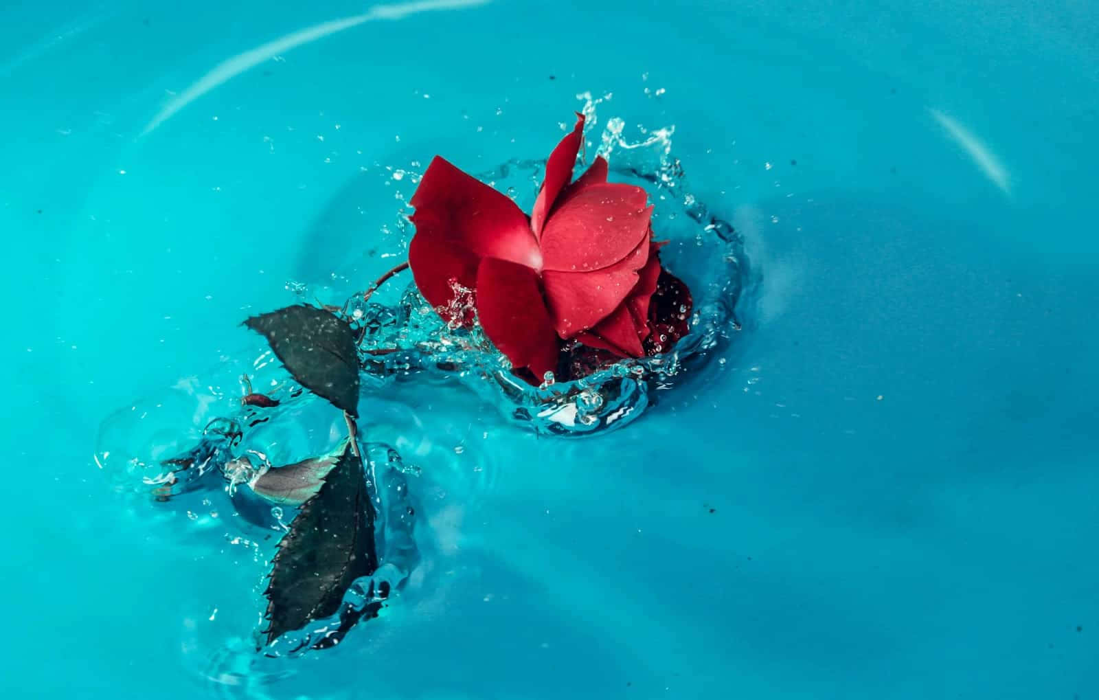 Red Rose Water Splash Desktop Wallpaper Background