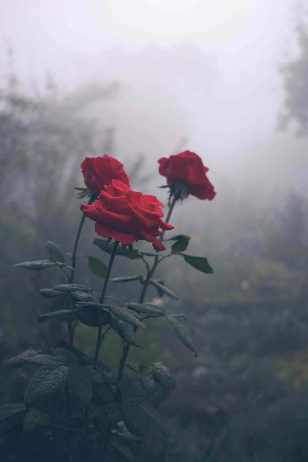 Red Rose With Dew Drops Background