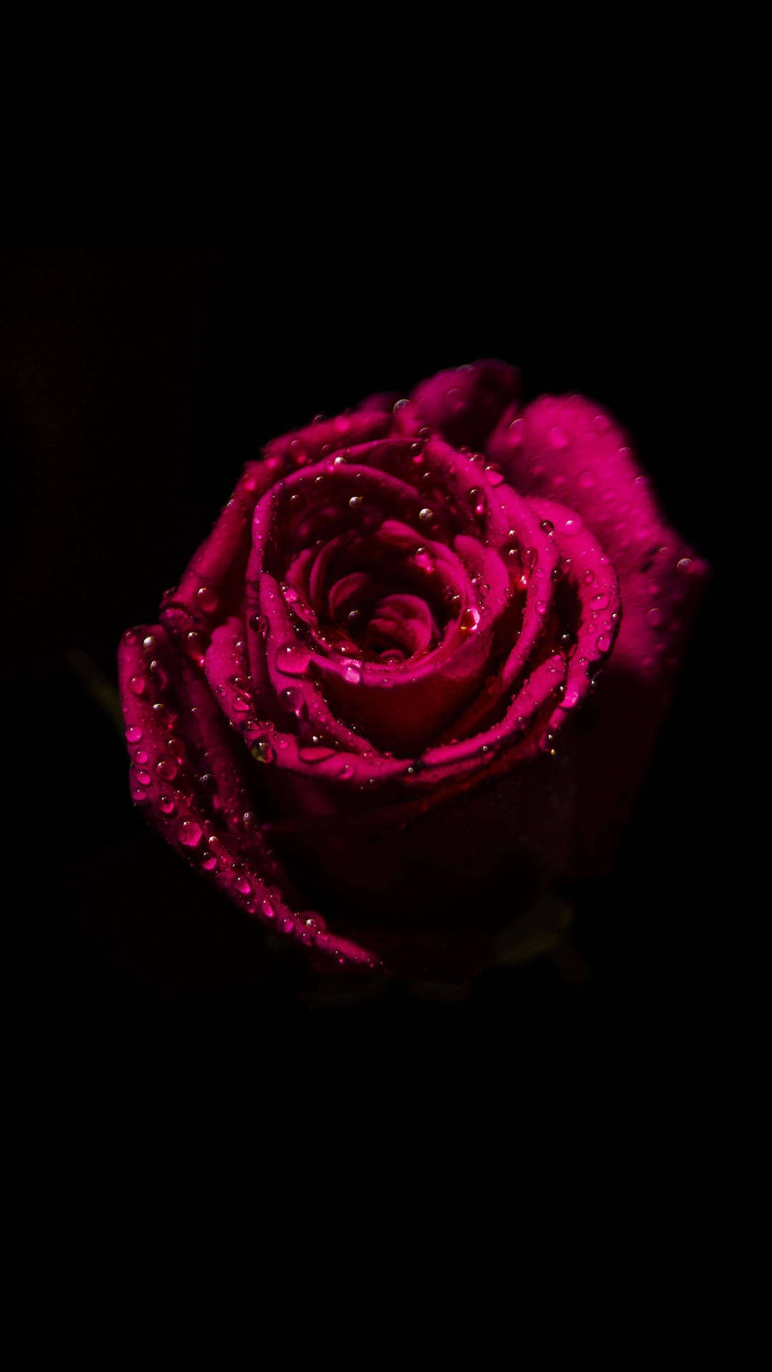 Red Rose With Droplets Flower Phone