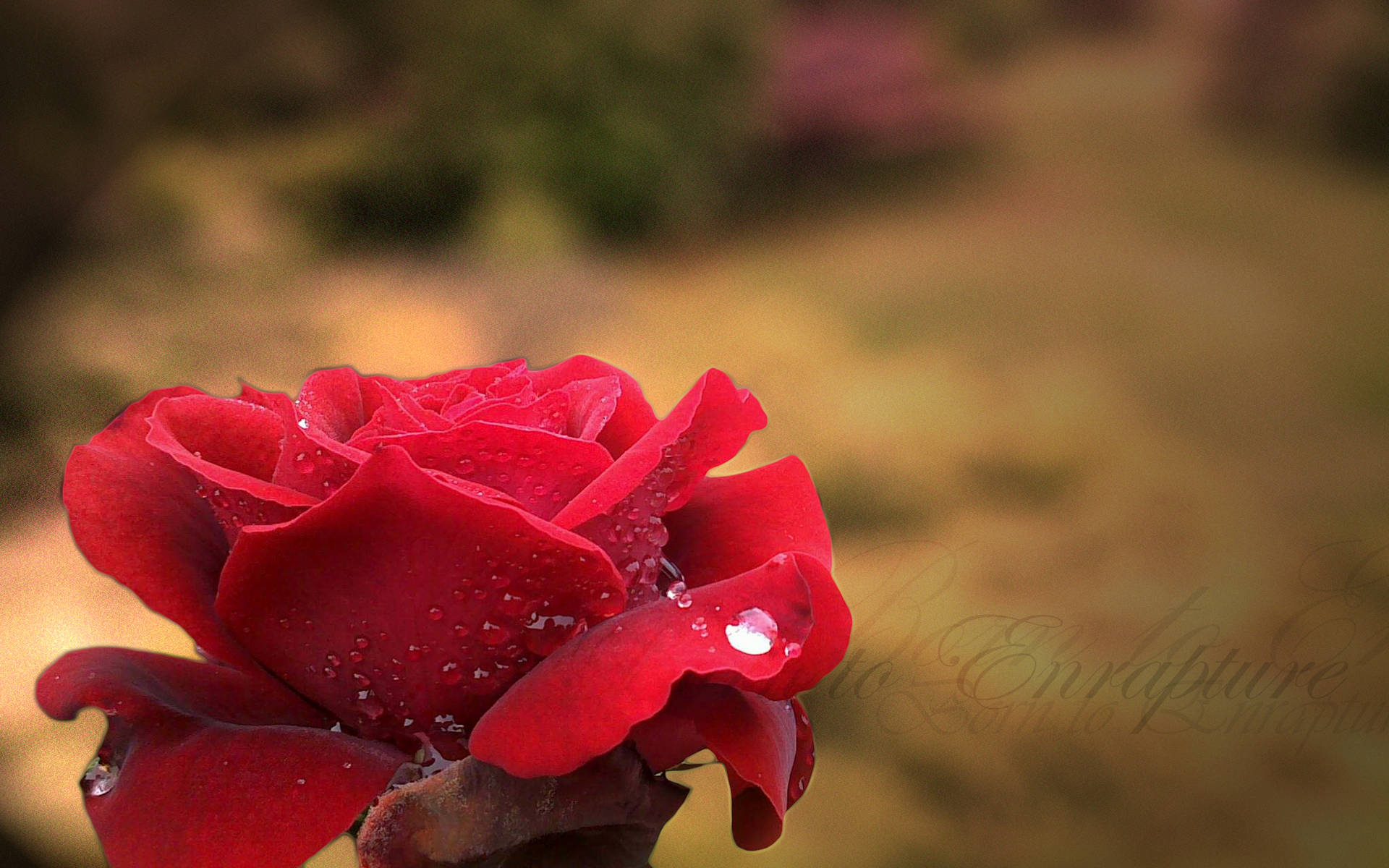 Red Rose With Enrapture Text Background