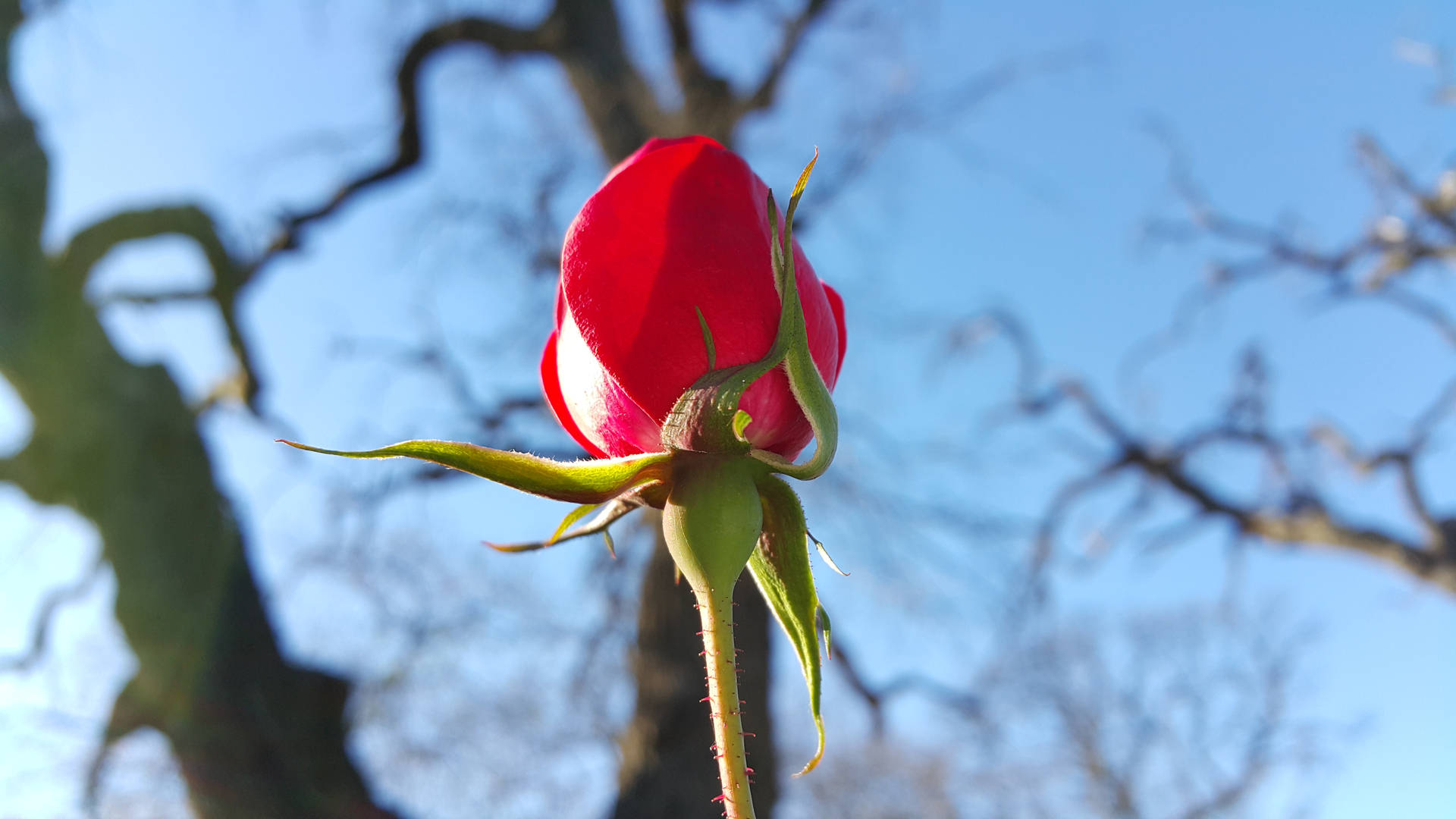 Red Rose With Leafless Tree Branches Background