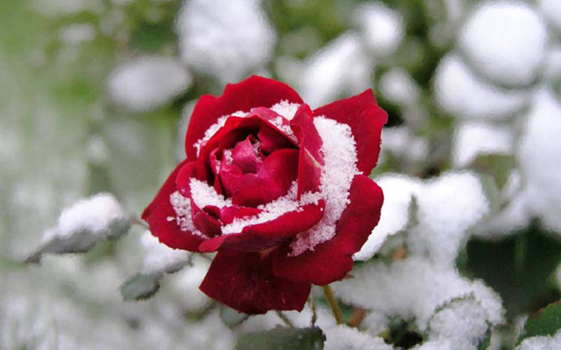 Red Rose With Packed Snow Background