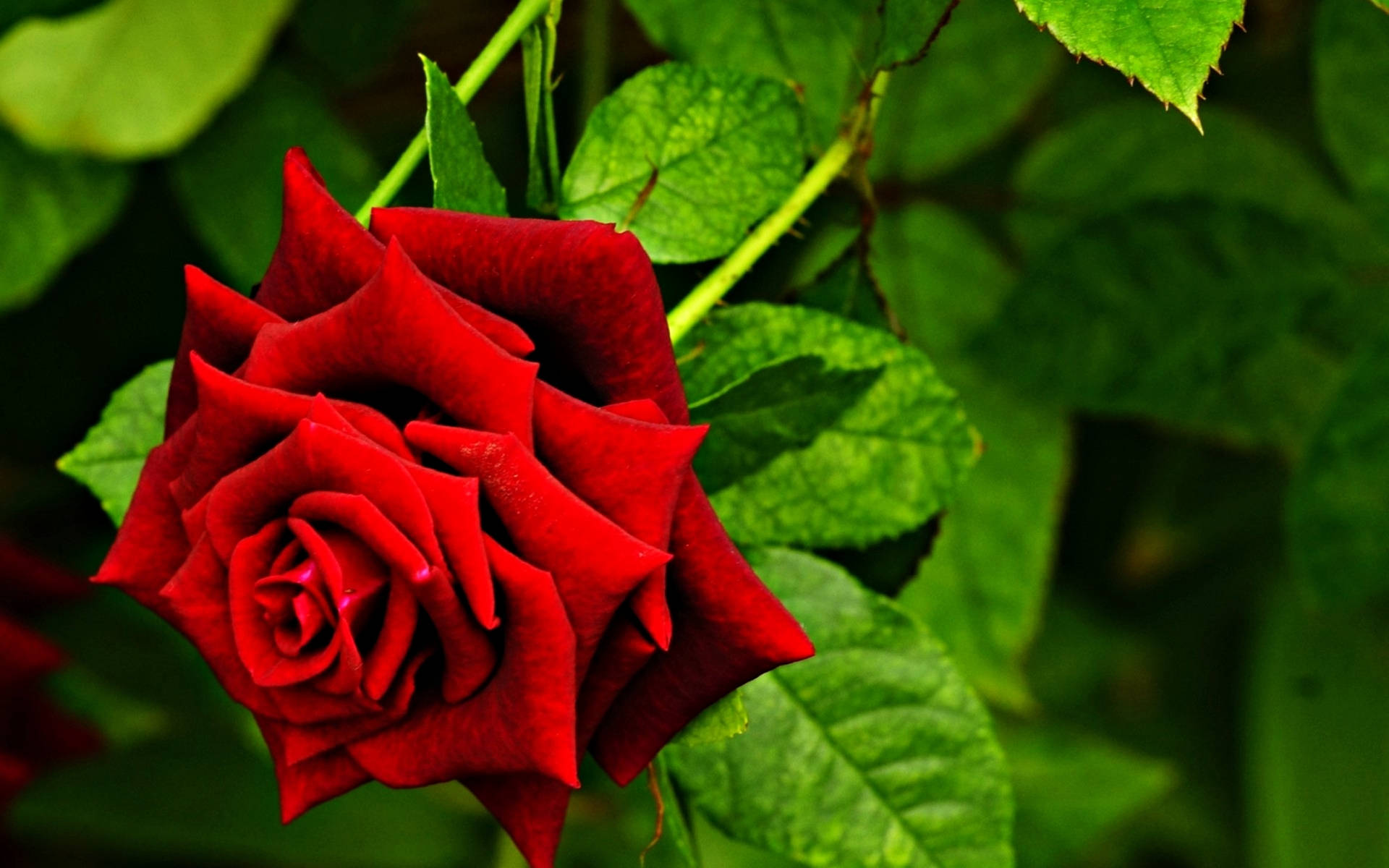 Red Rose With Pointy Corners Background