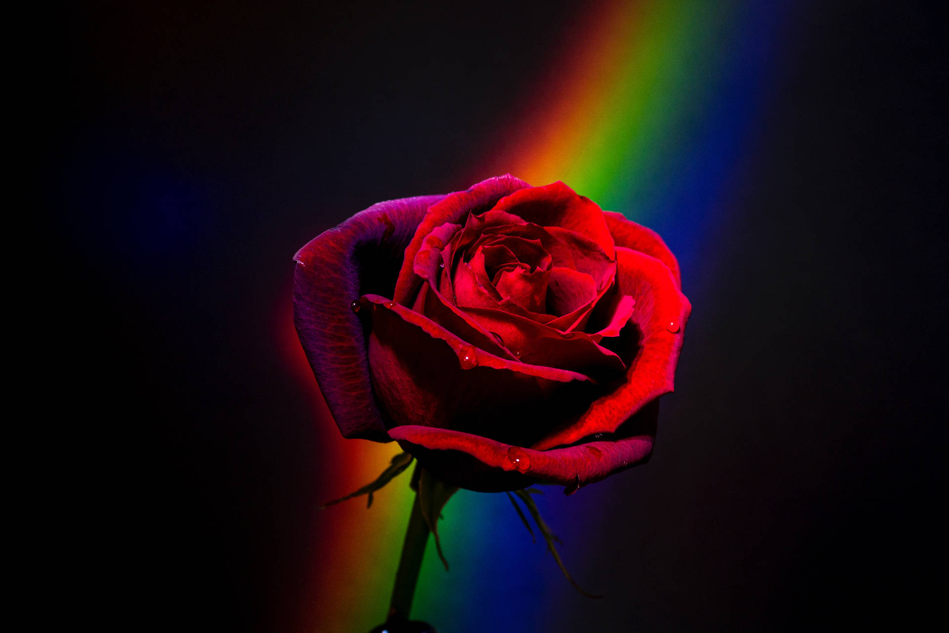Red Rose With Rainbow Aesthetic Background