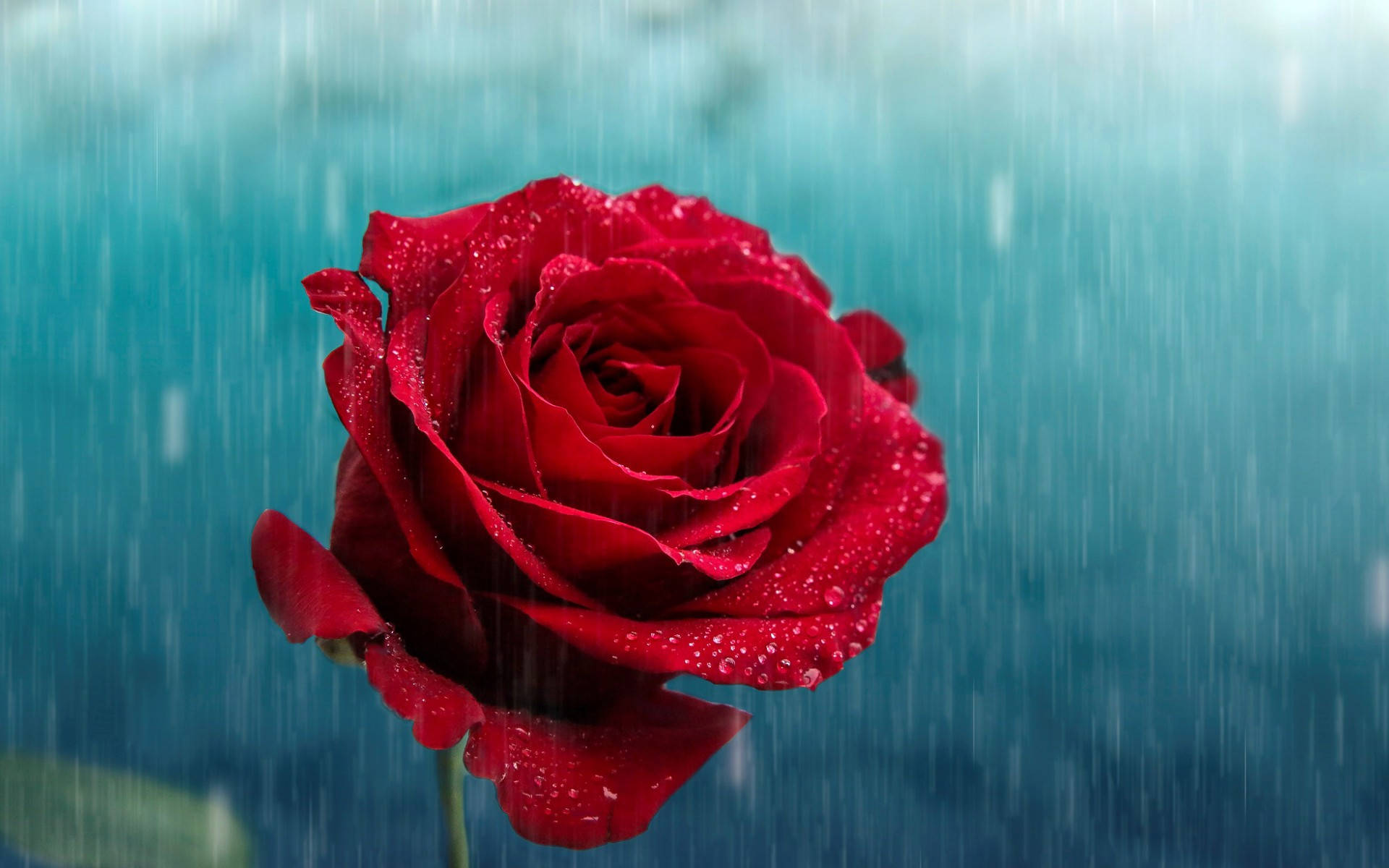 Red Rose With Raining Graphic Background