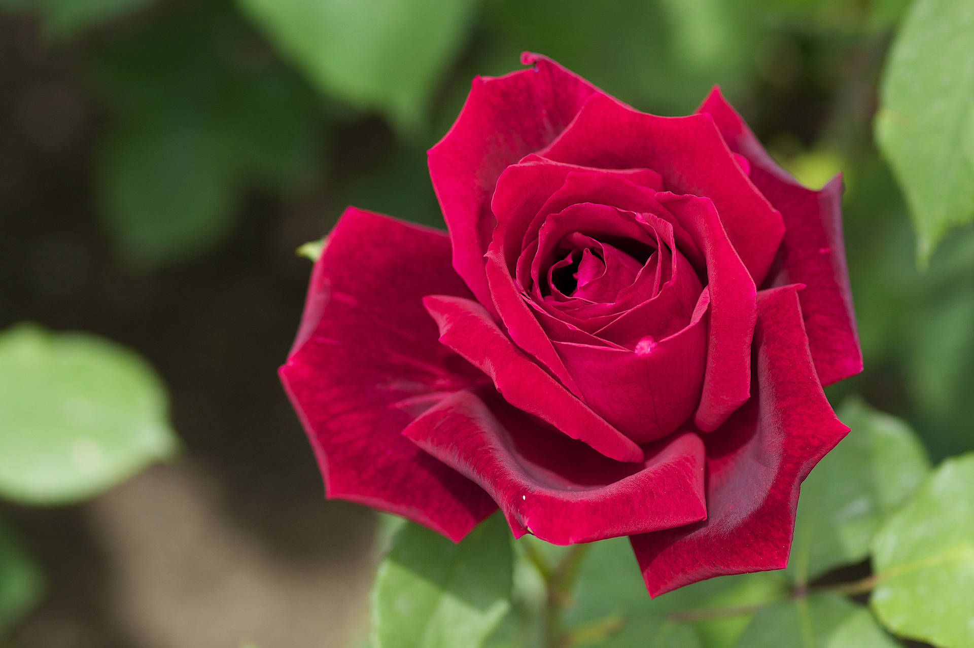 Red Rose With Slightly Pointy Petals Background