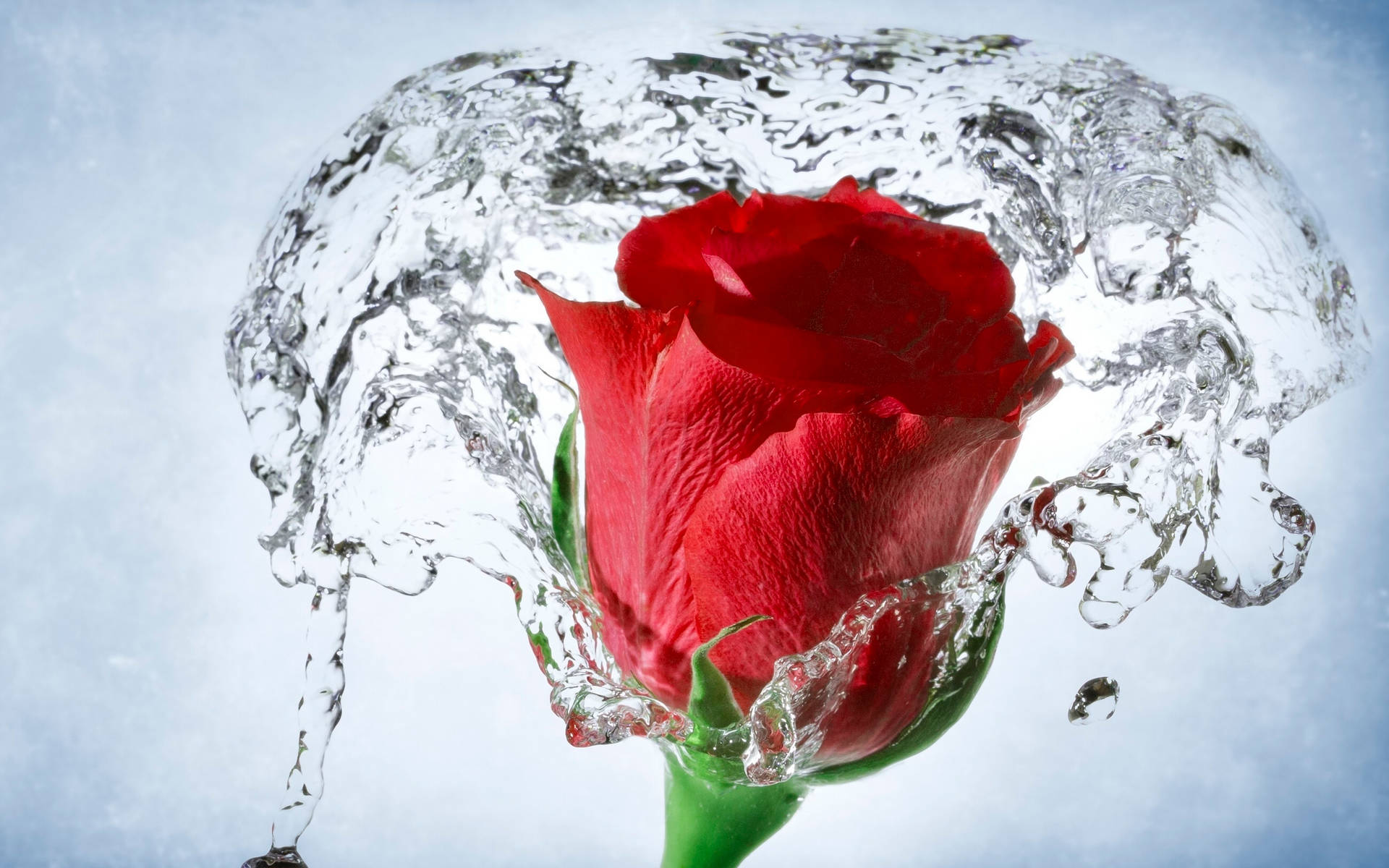 Red Rose With Splash Of Water