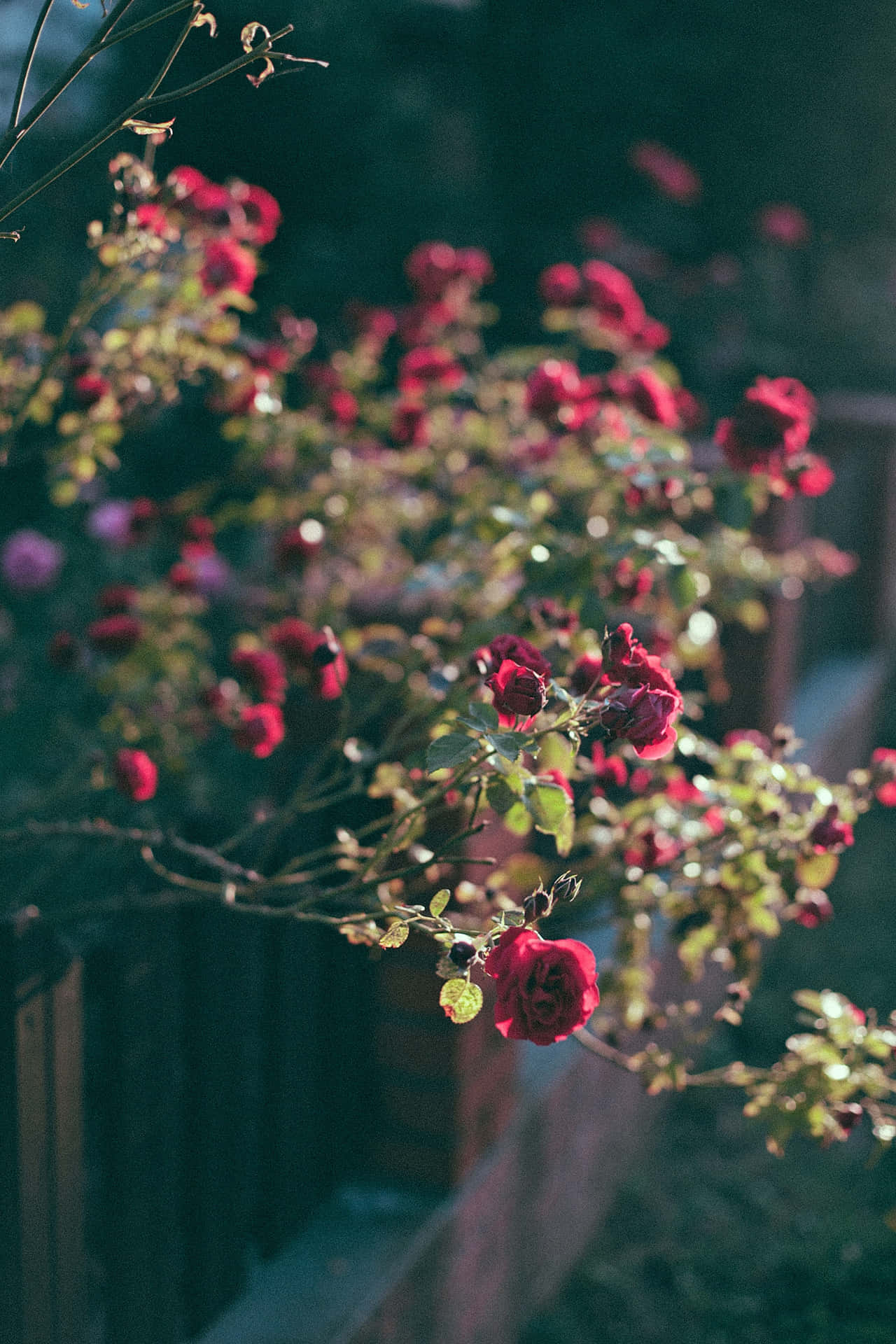 Red Roses, A Symbol Of Love Background
