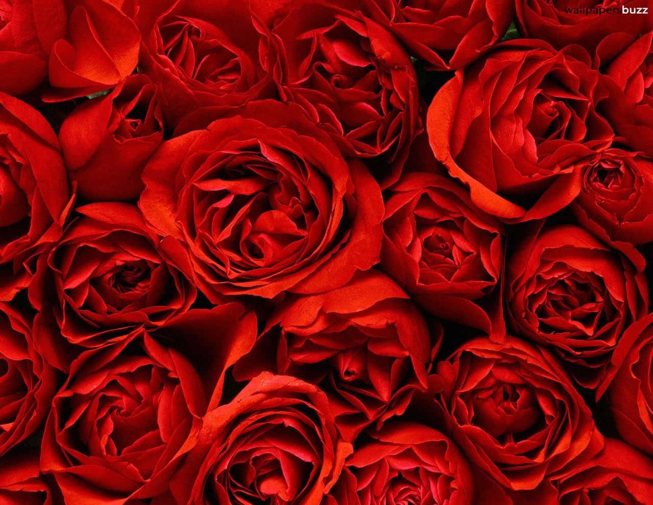 Red Roses Are In The Background Background