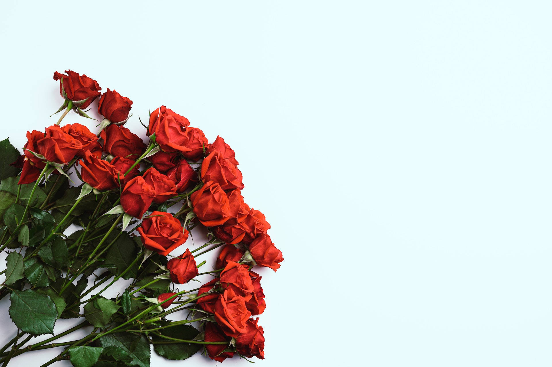 Red Roses Blue Surface Background