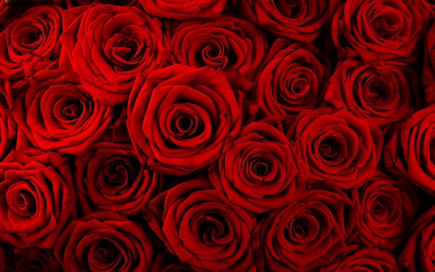Red Roses Bunch Flower Desktop Background