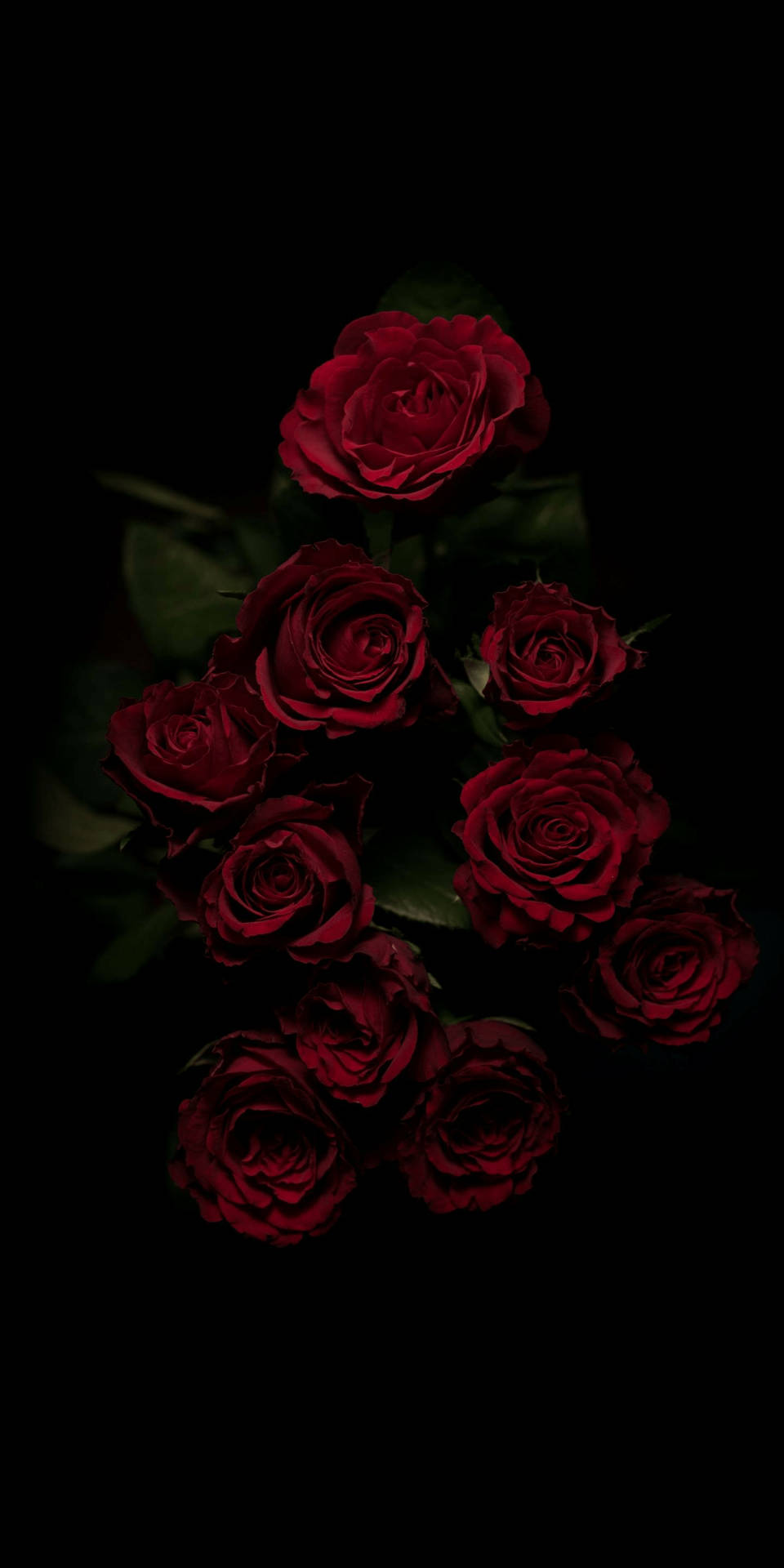 Red Roses Dark Hd Flowers Background