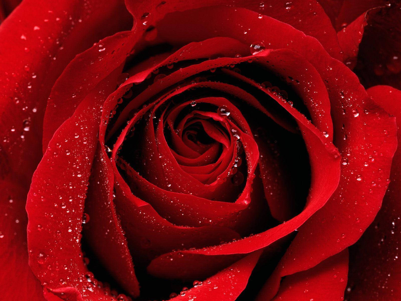Red Roses Desktop