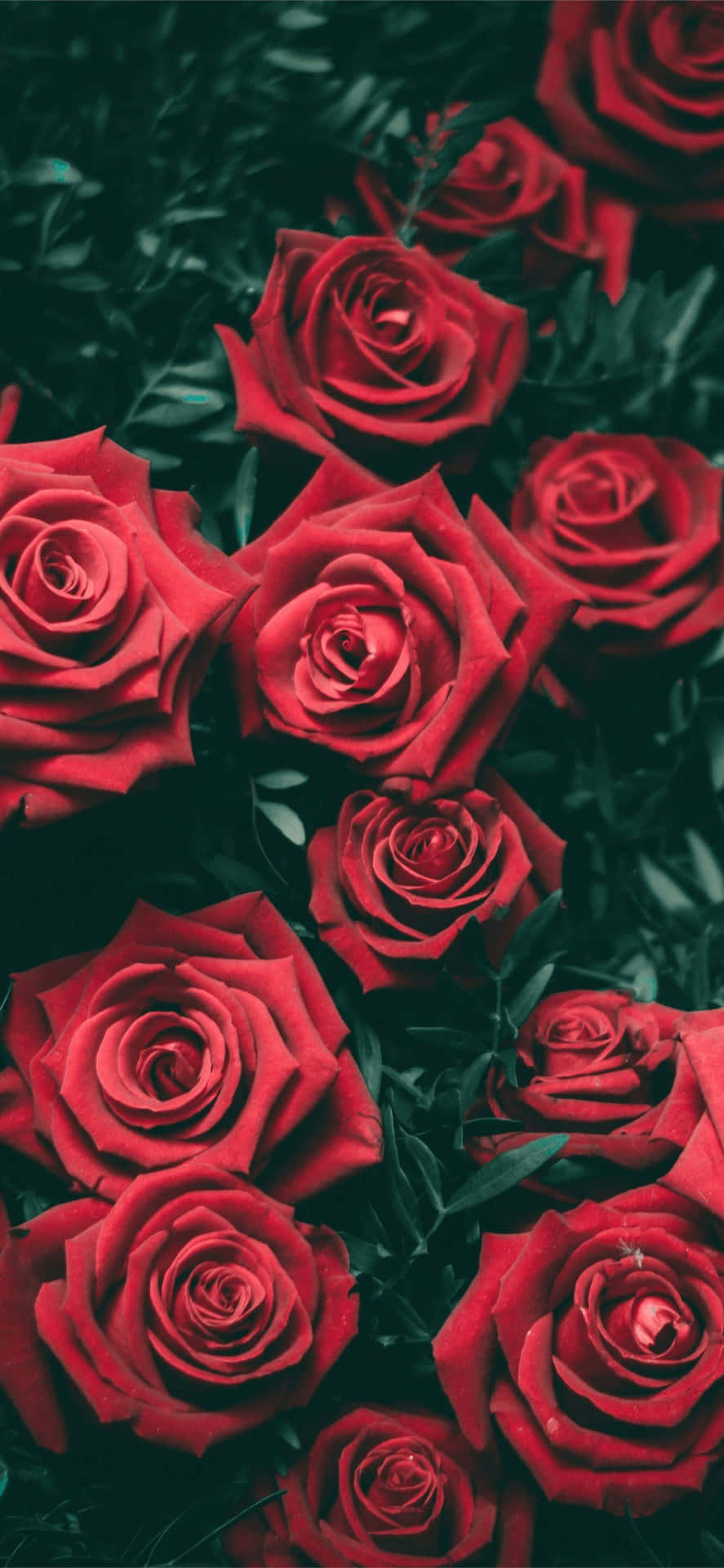 Red Roses In A Dark Background Background