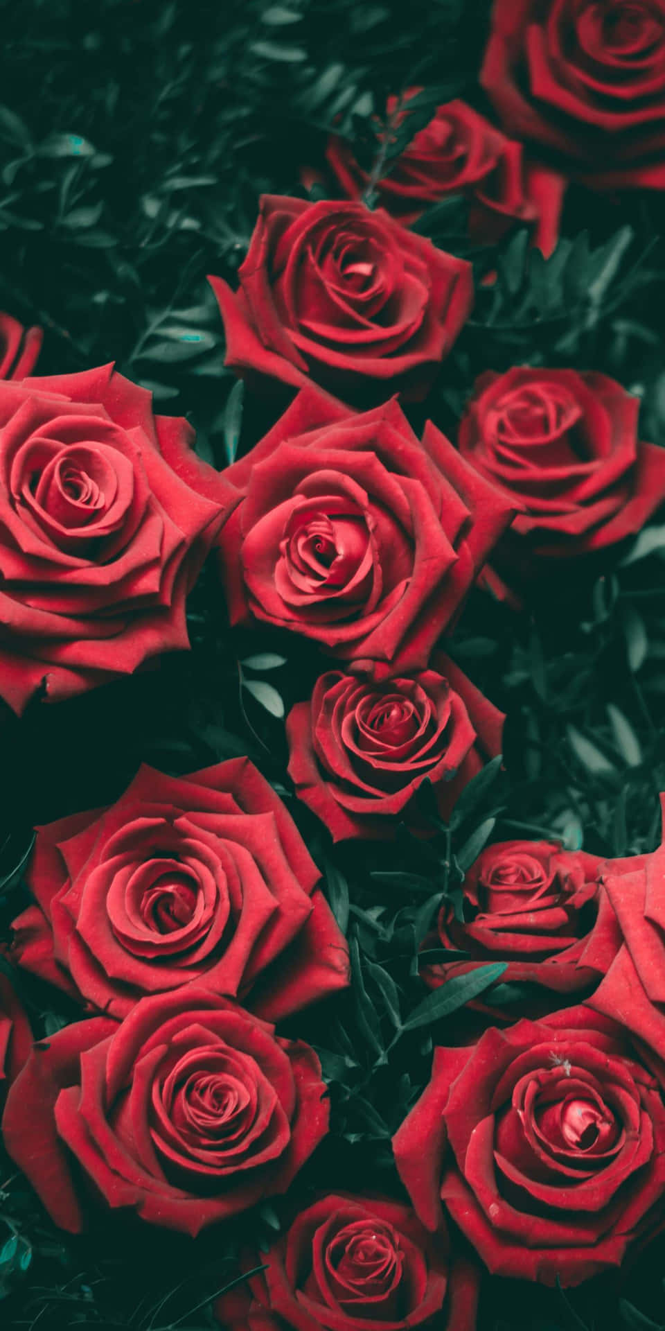 Red Roses In A Dark Background Background