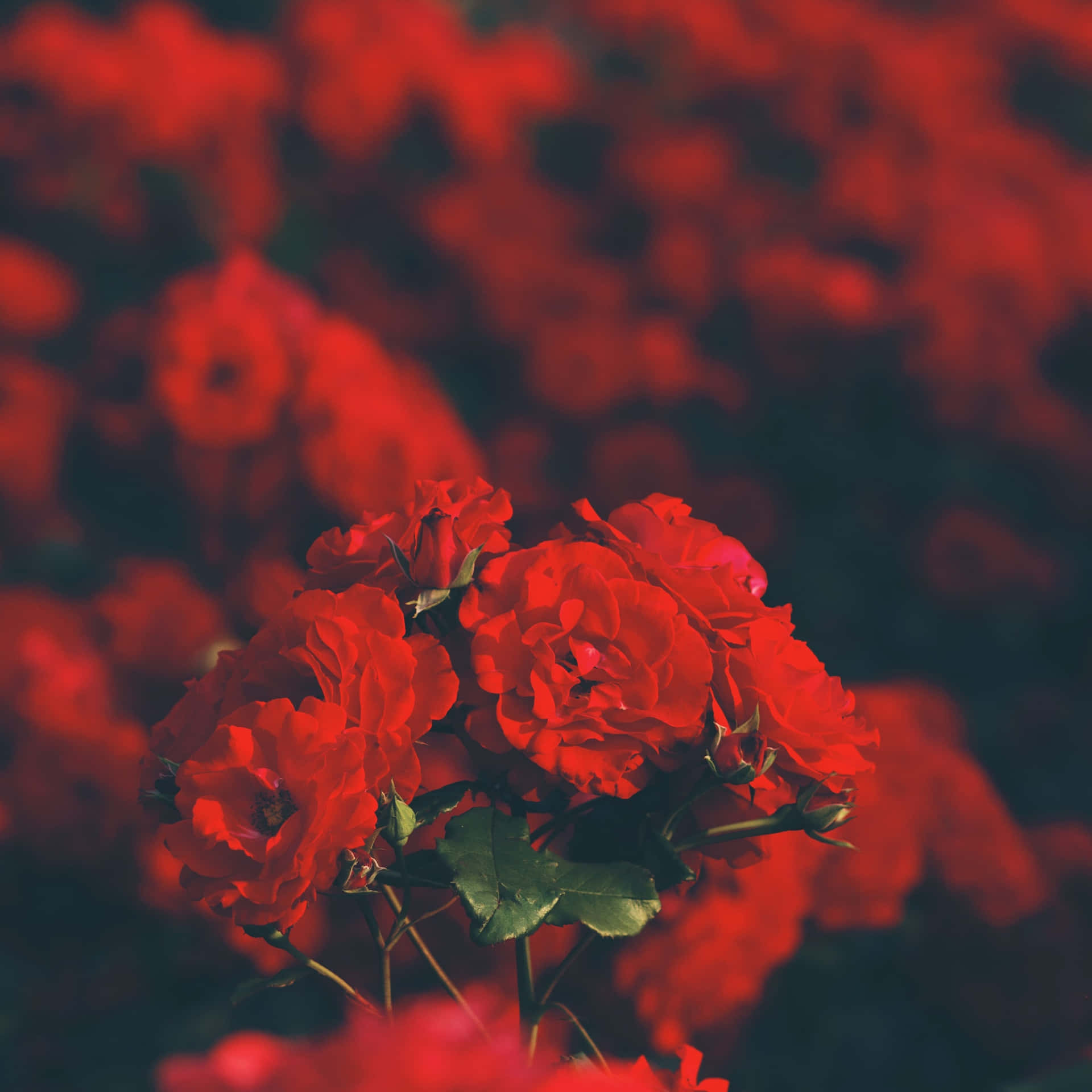 Red Roses In A Field Background