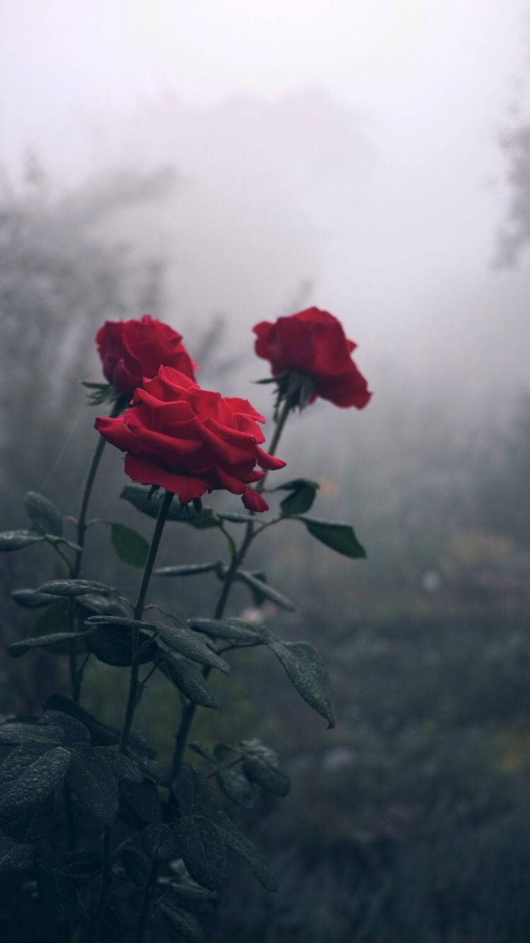 Red Roses In Fog Background