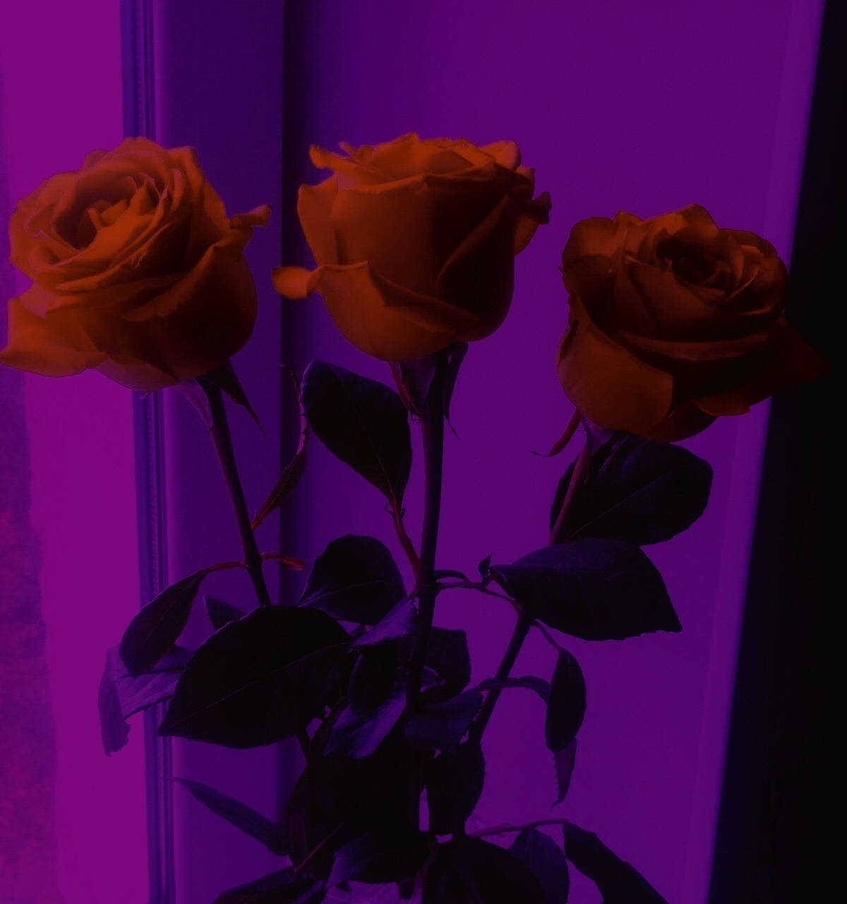 Red Roses In Purple Background Background