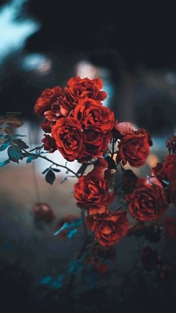 Red Roses In The Dark Background
