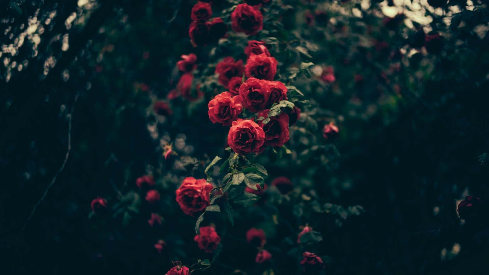 Red Roses In The Dark Background