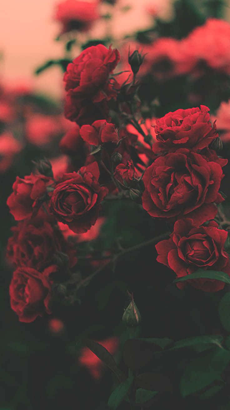 Red Roses In The Garden Background