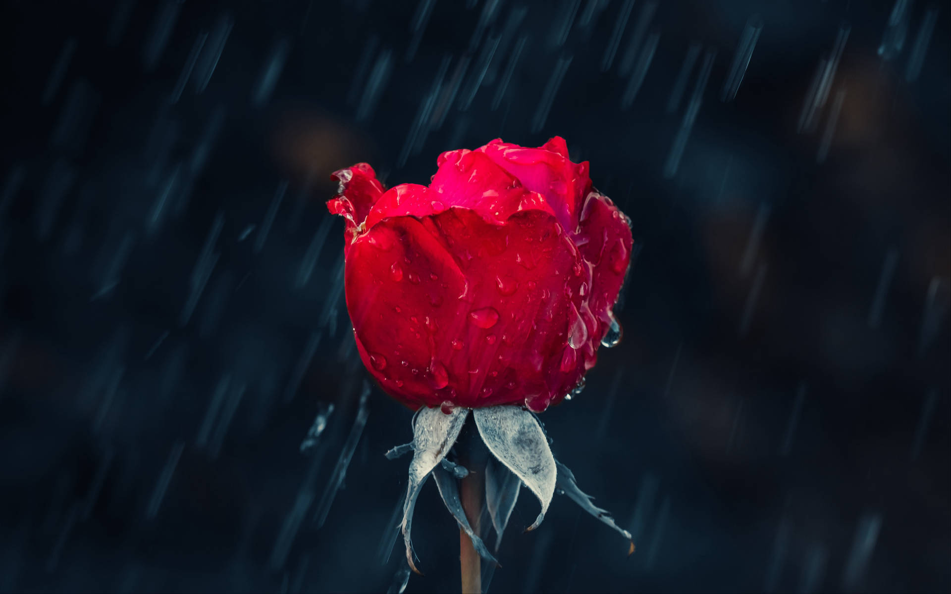 Red Roses In The Rain Background