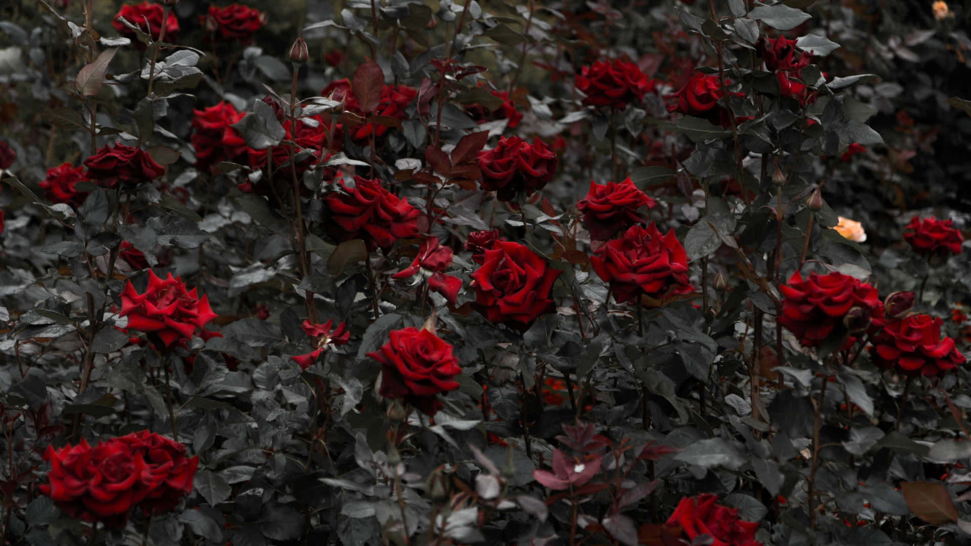 Red Roses Laptop Bed Of Roses Background