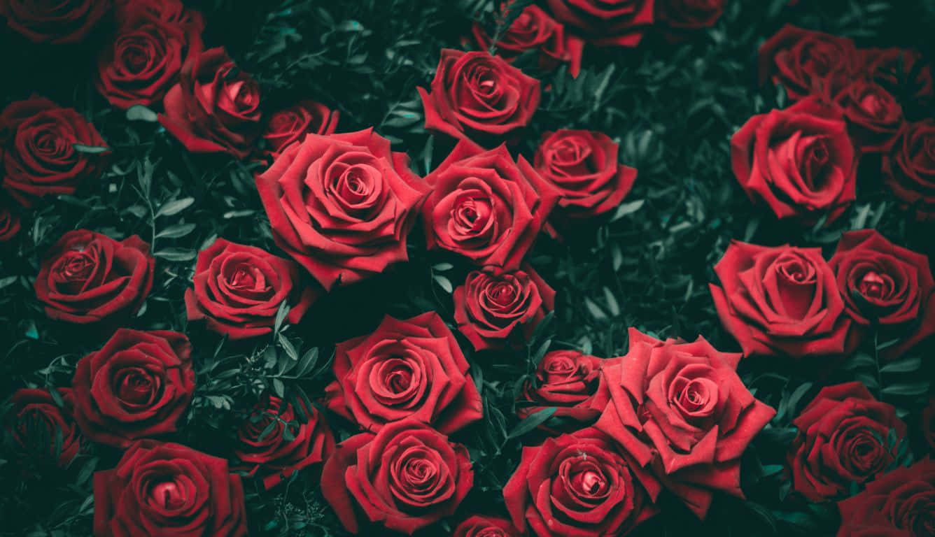 Red Roses Laptop Bush With Fully Bloomed Flowers Background