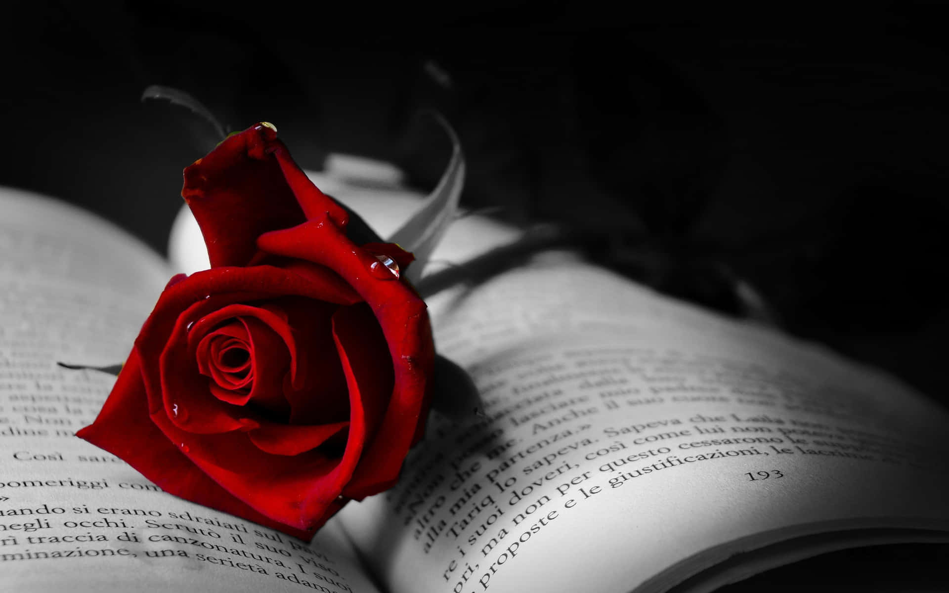 Red Roses Laptop On A Book Background